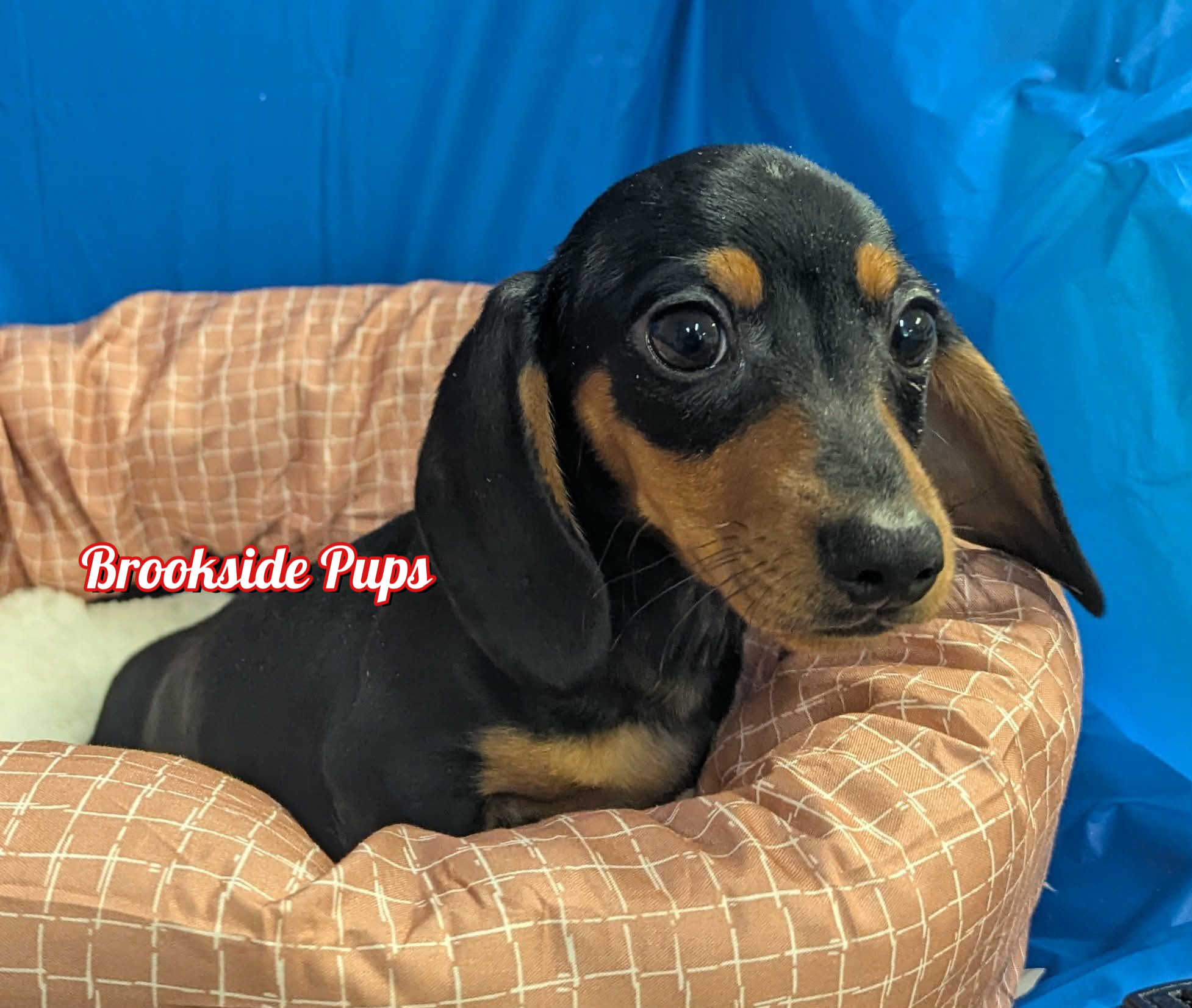 Mini Dachshund - River