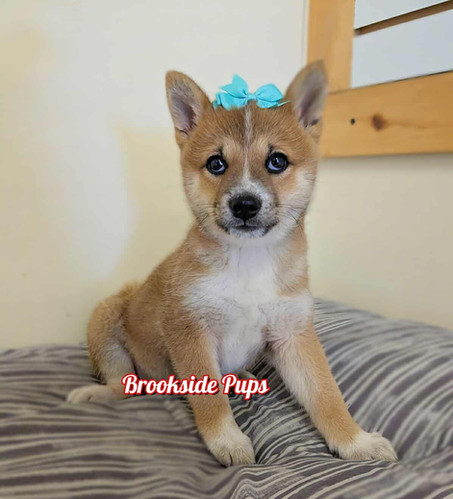 Shiba Inu- Yui Puppy For Sale | Brookside Pups | Pennsylvania