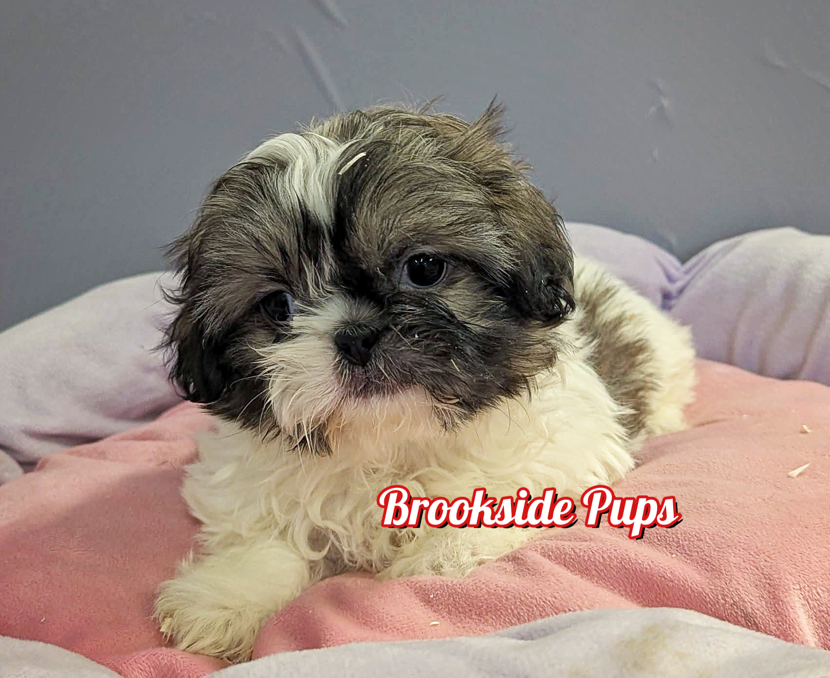 Shihtzu- Millie