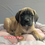 Thumbnail: English Mastiff - Elle
