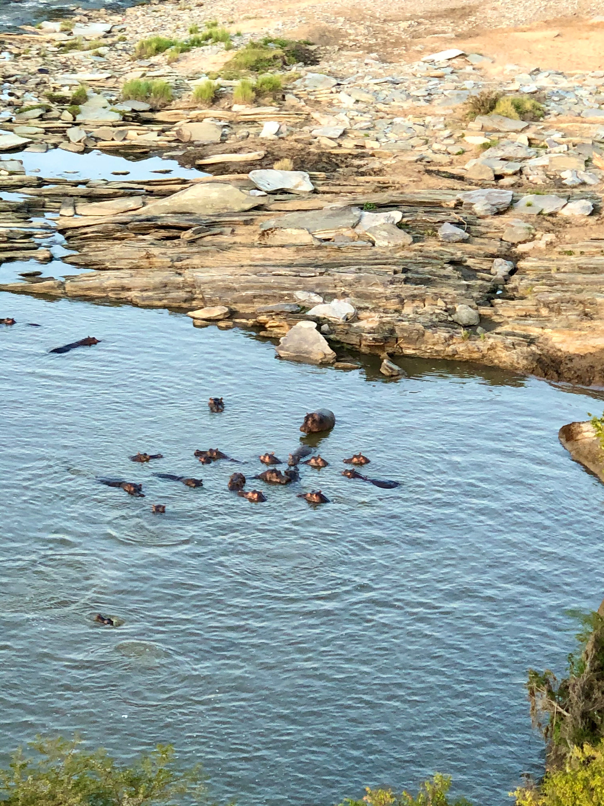 Hippos