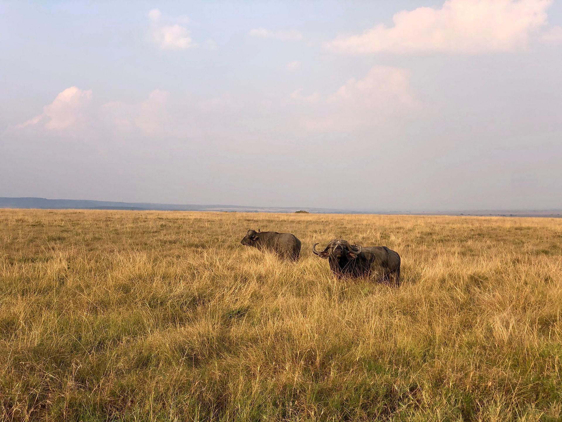 The buffalo look