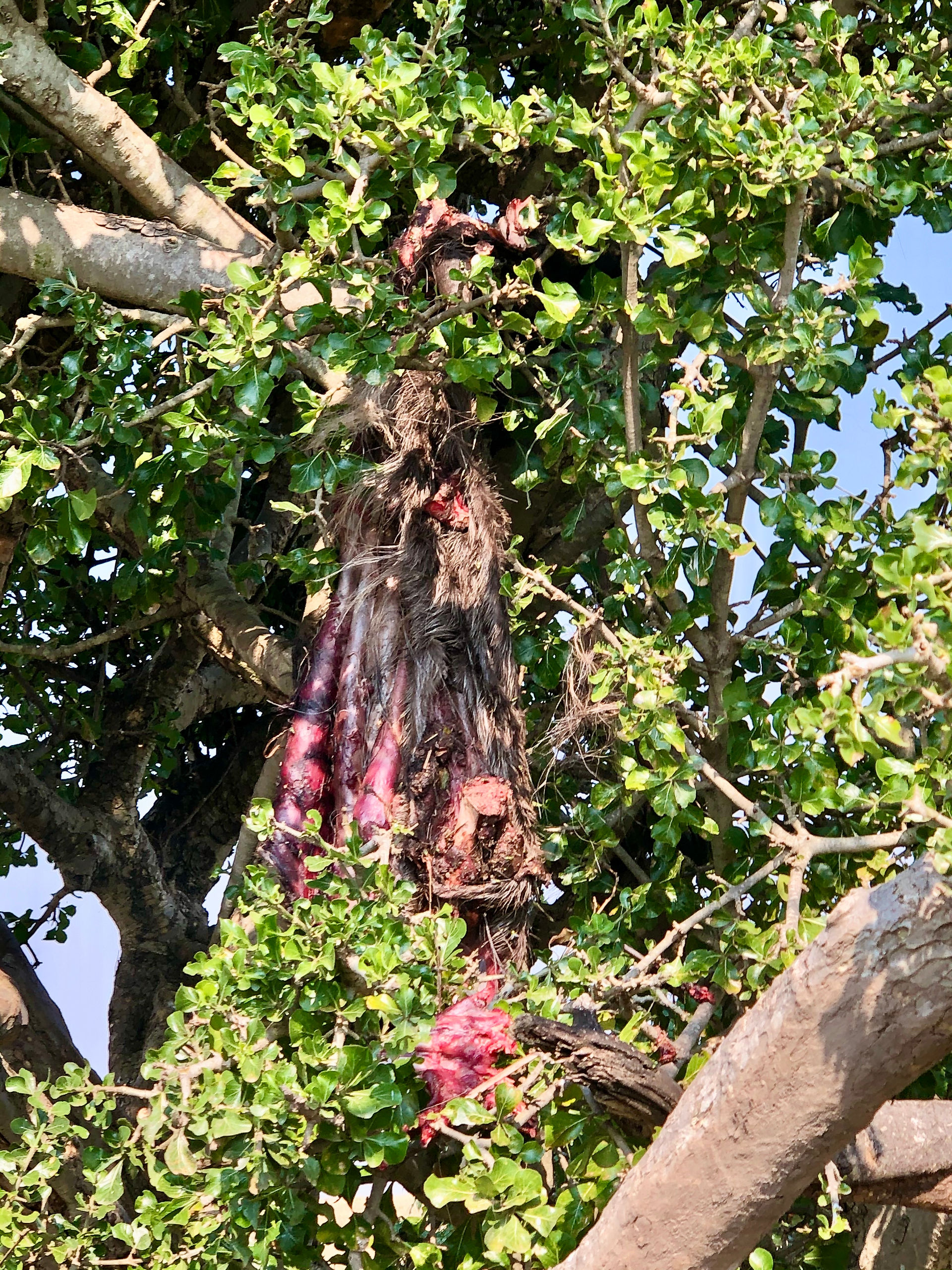 A leopard's lunch