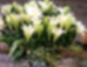50616277_940314299505335_5966855896620335104_o_edited_edited.jpg