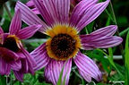 flor portada