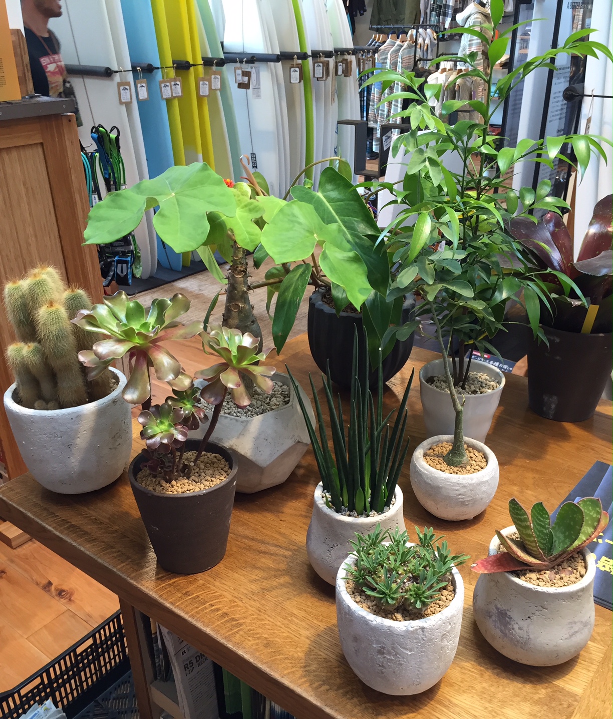 Store green lease