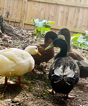 ducks.jpeg
