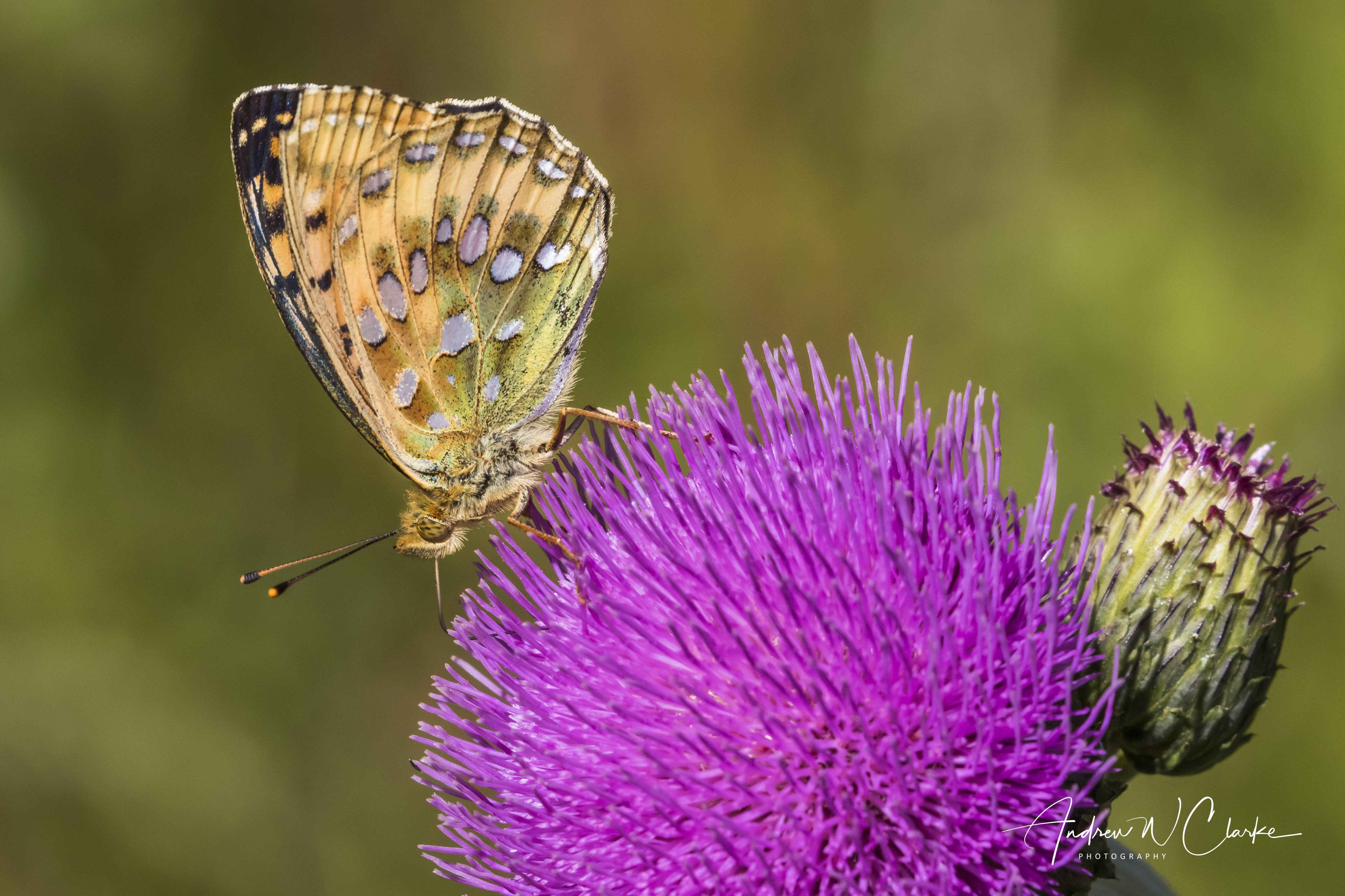 Dark Green Fritillary
