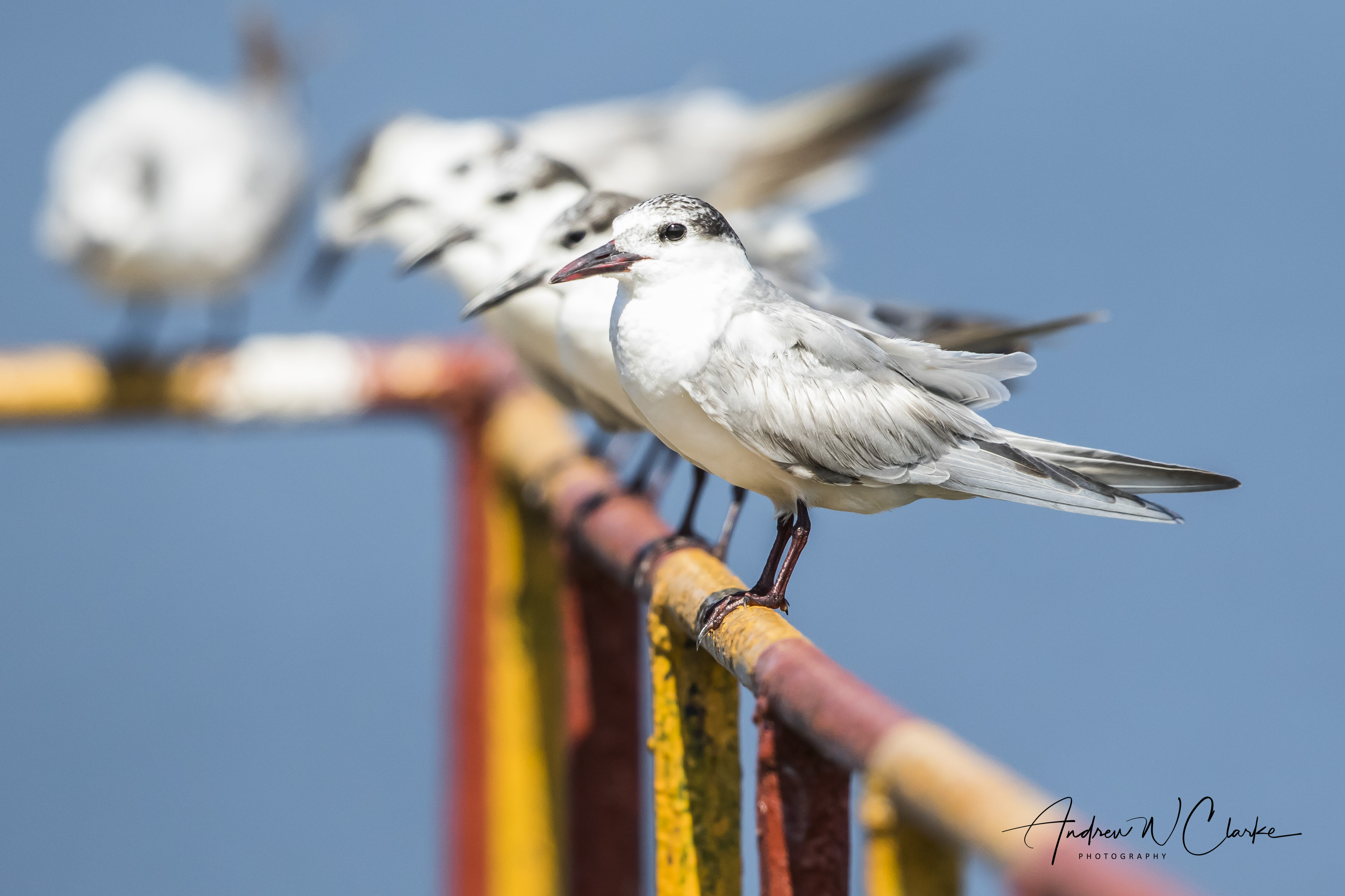 Whiskered Tern