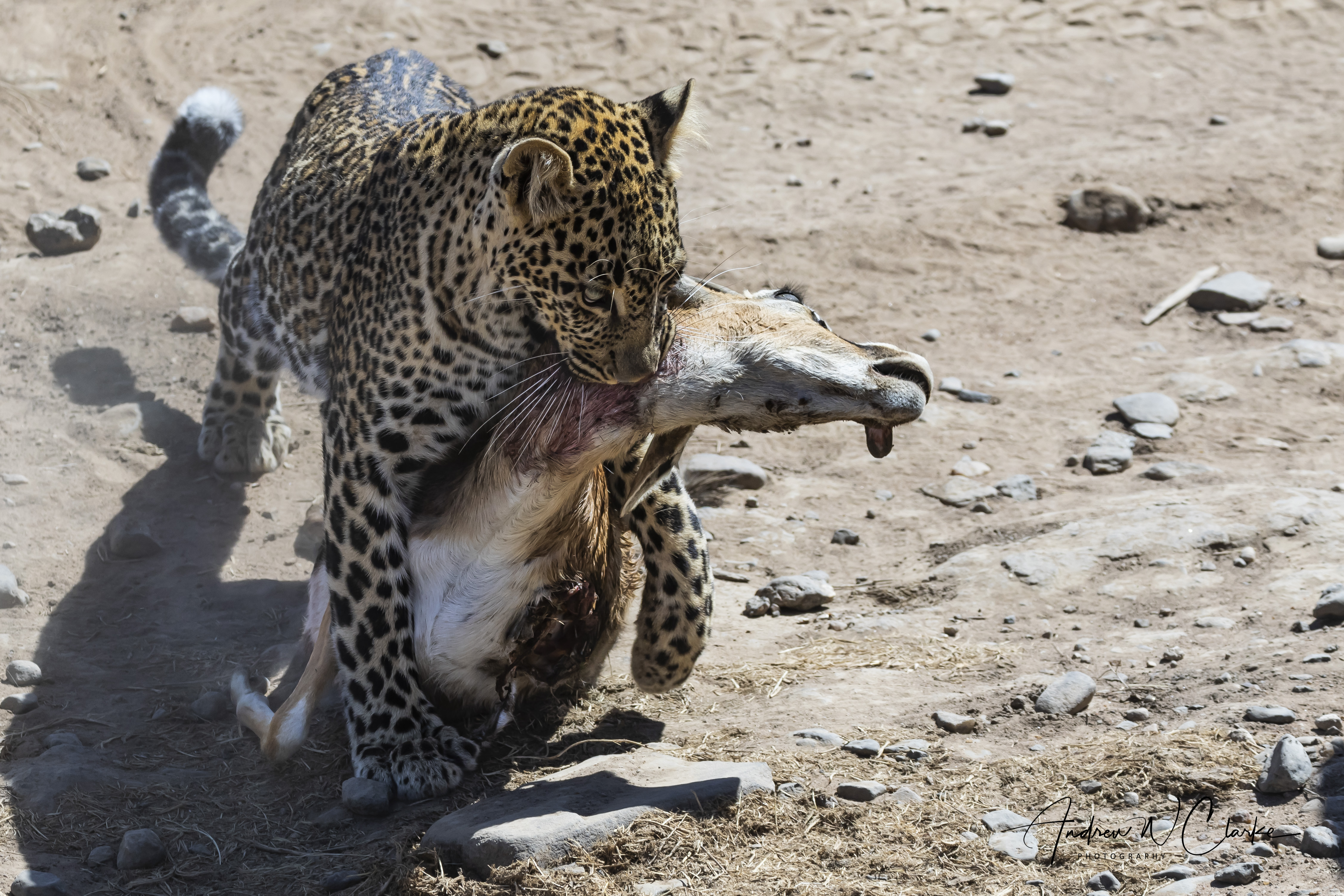 Leopard