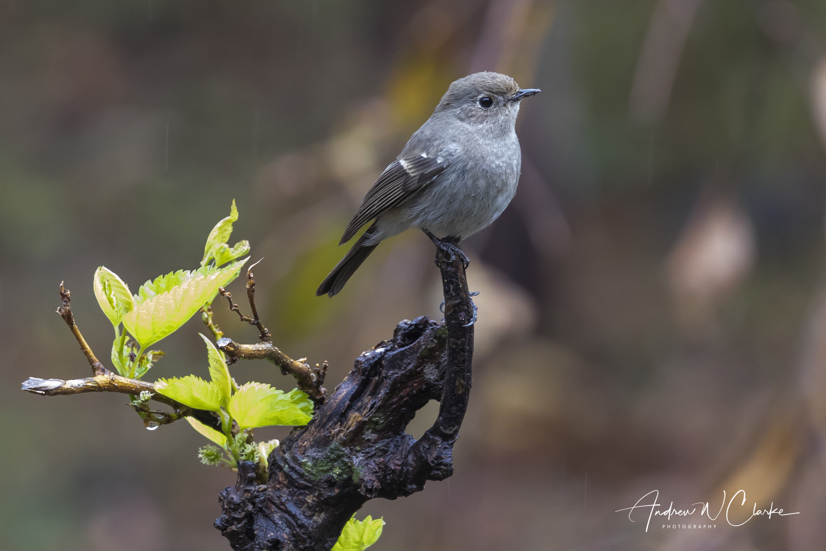 Blue-capped Redstart