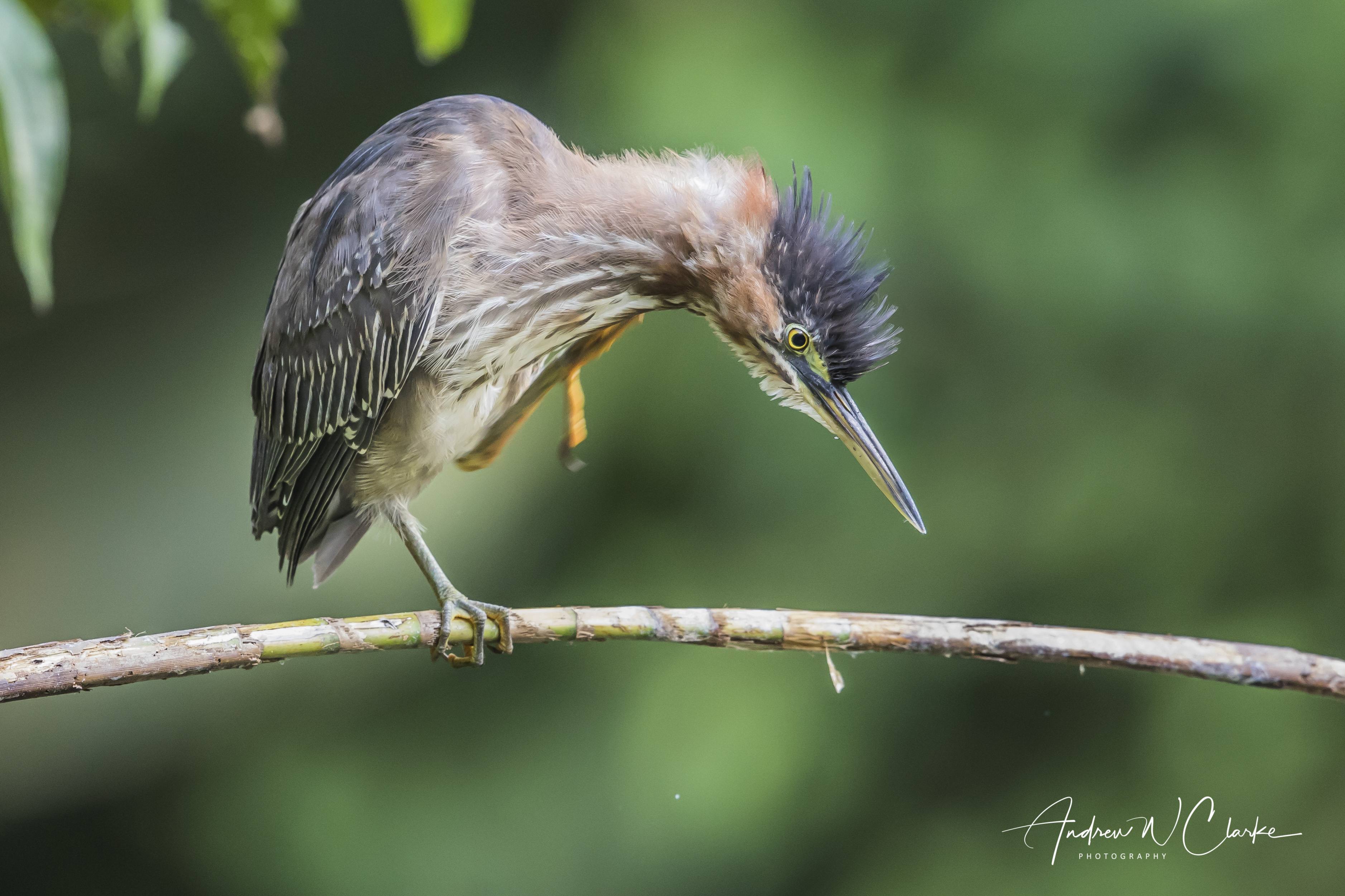 Green Heron