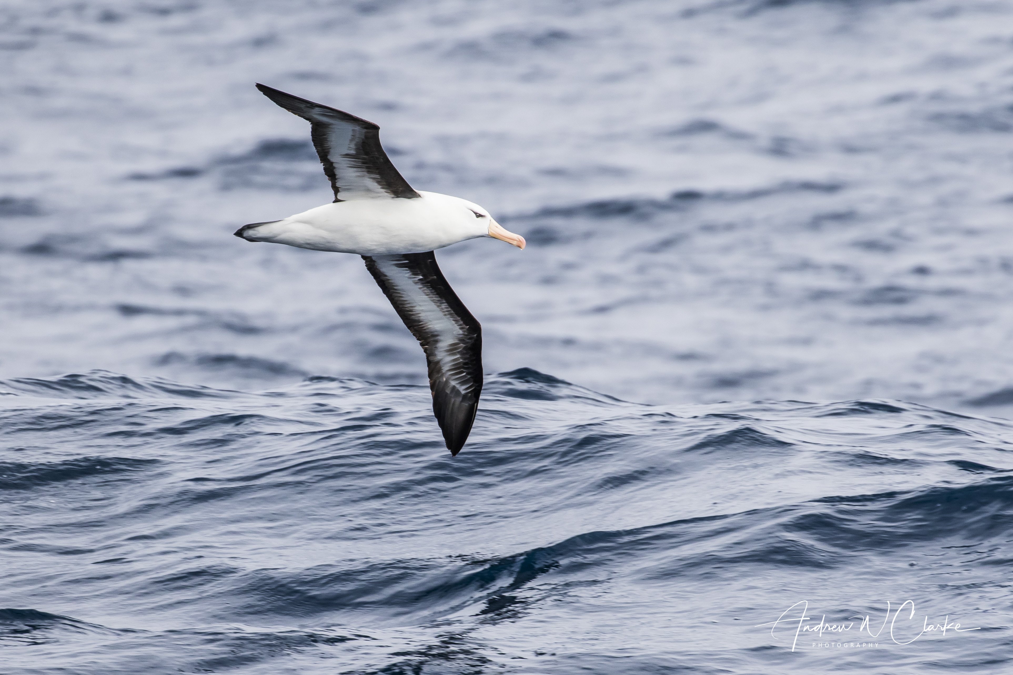 Black-browed Albatross