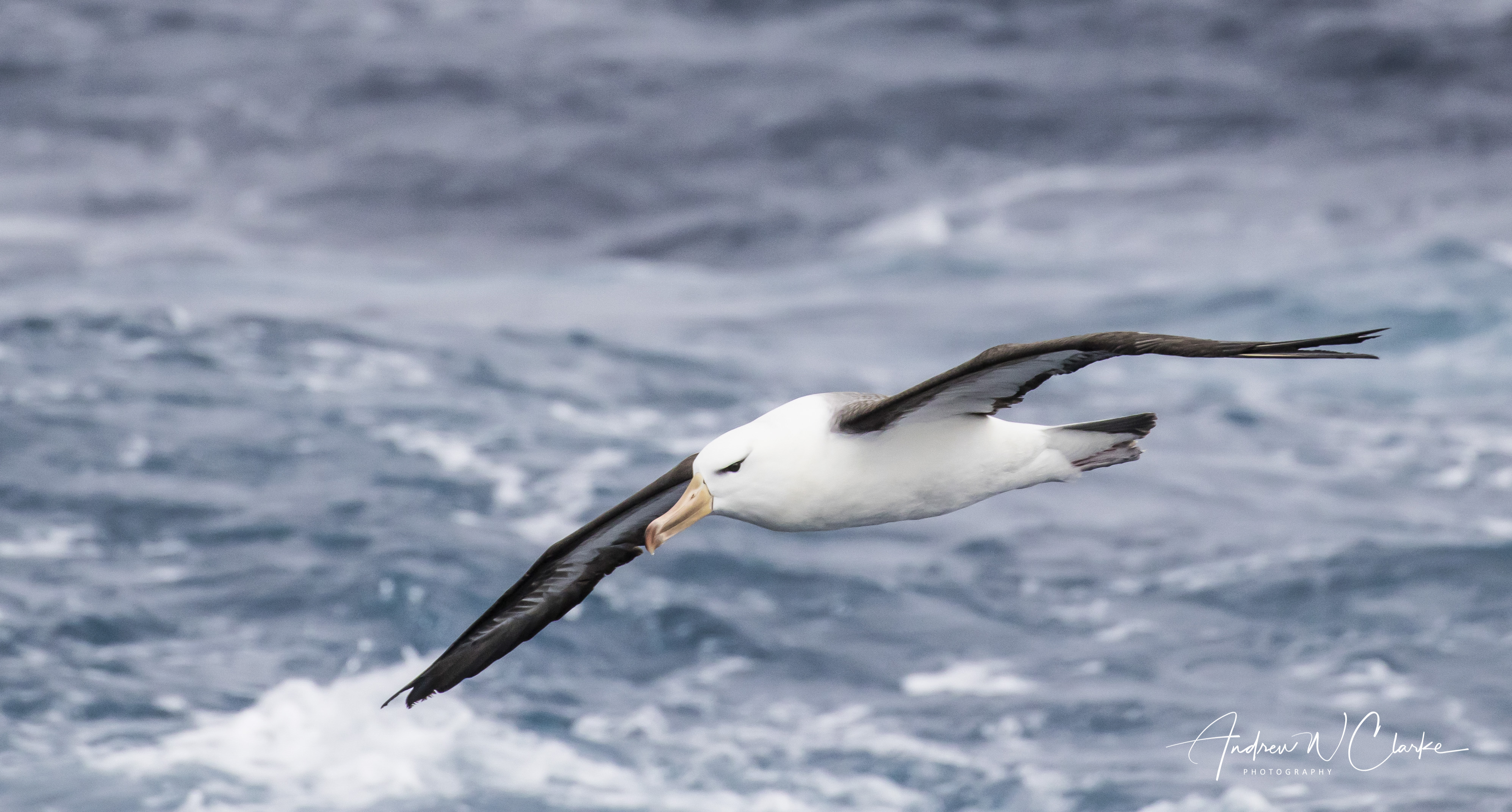 Black-browed Albatross