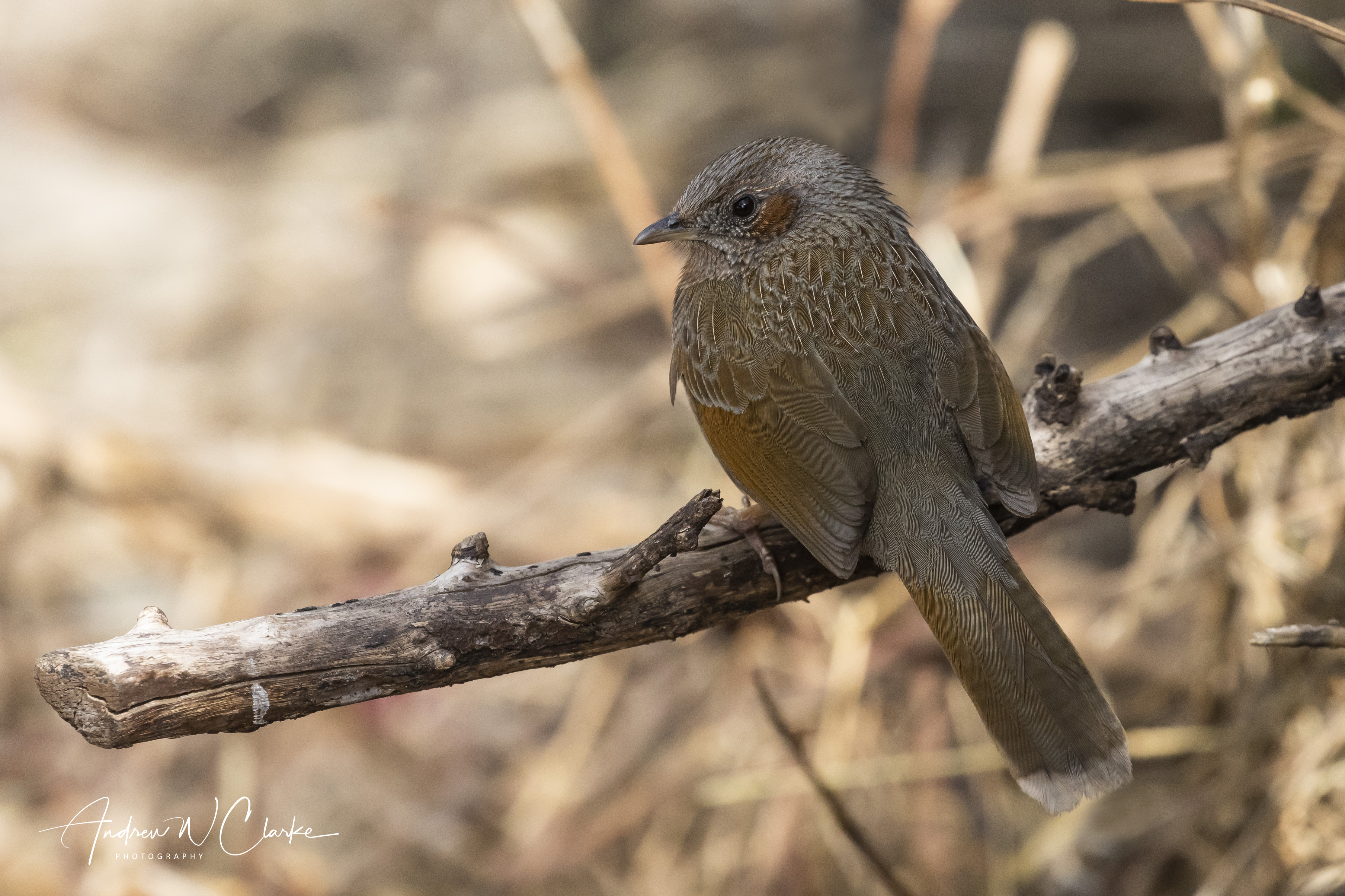 Streaked Laughingthrush