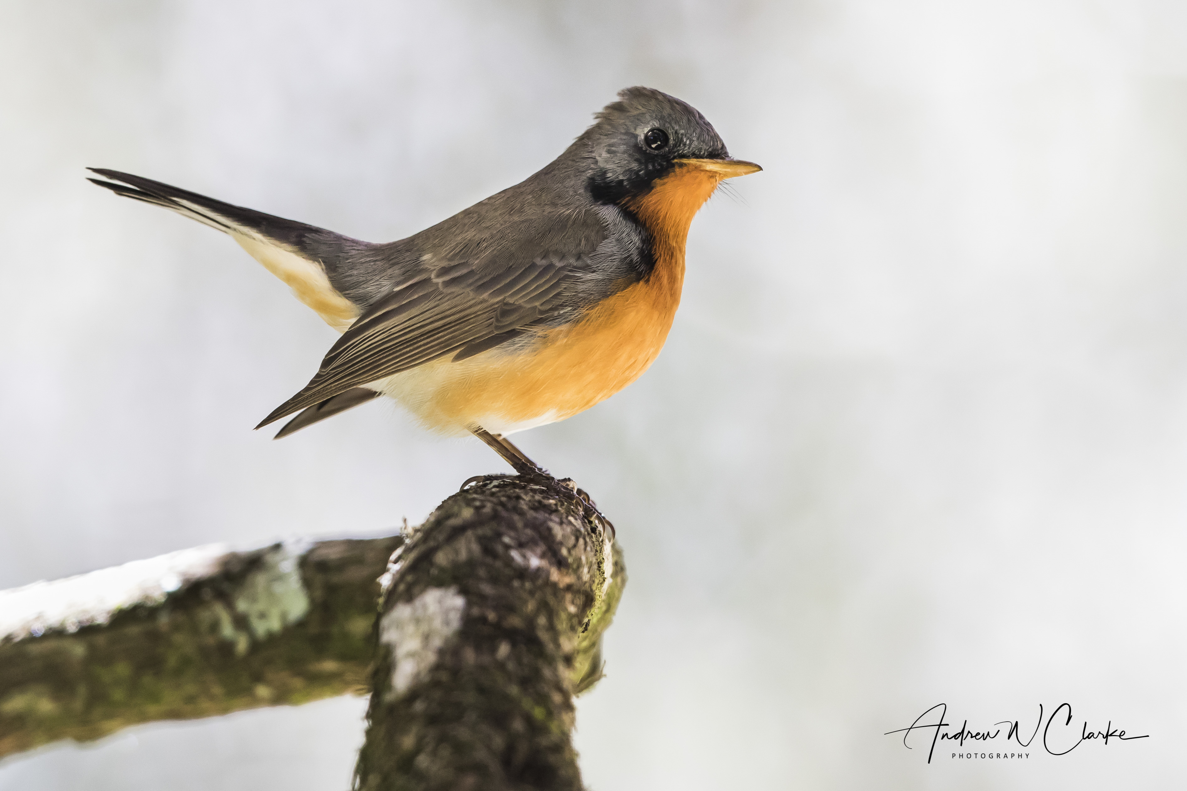 Kashmir Flycatcher