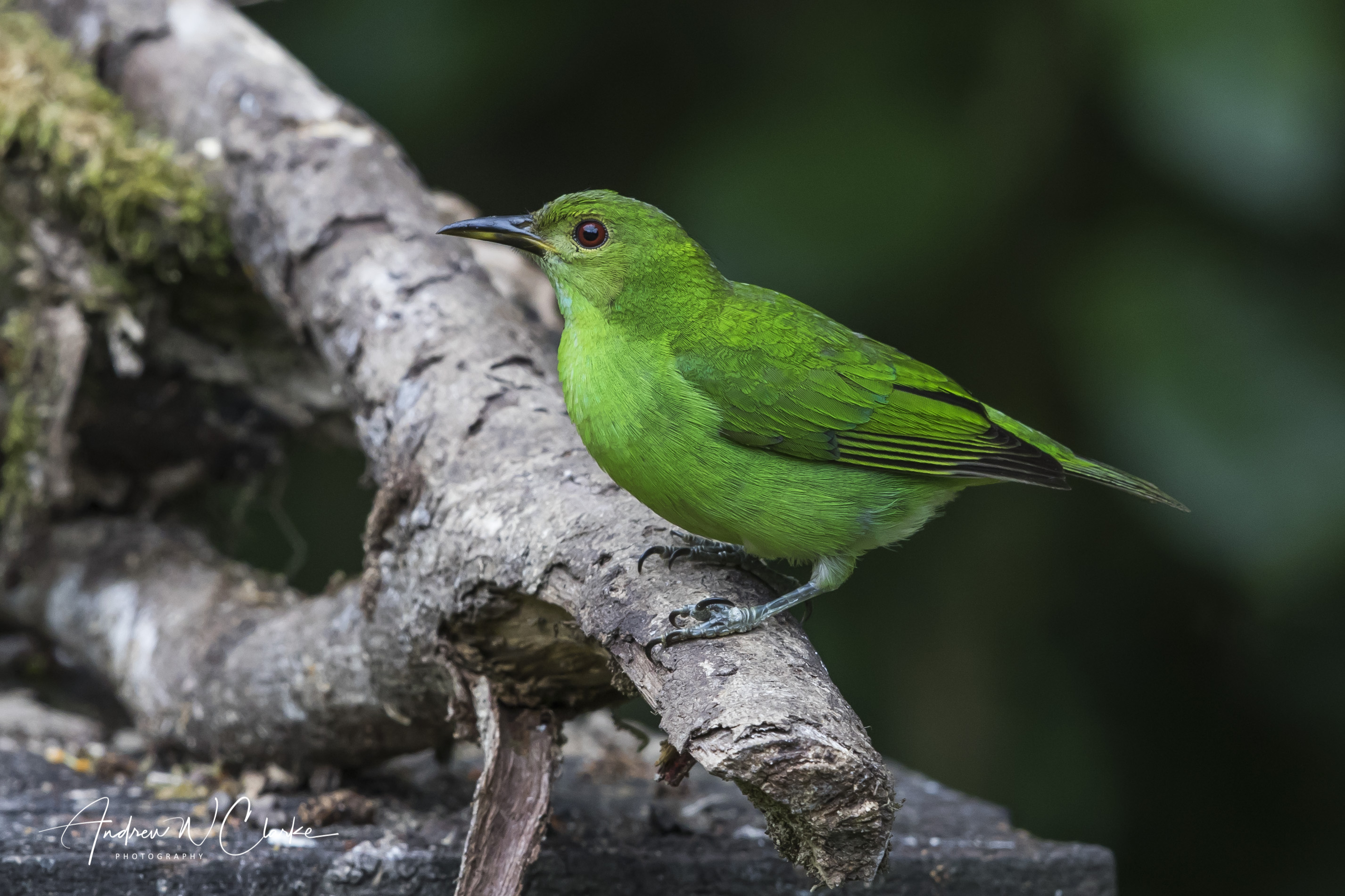 Green Honeycreeper