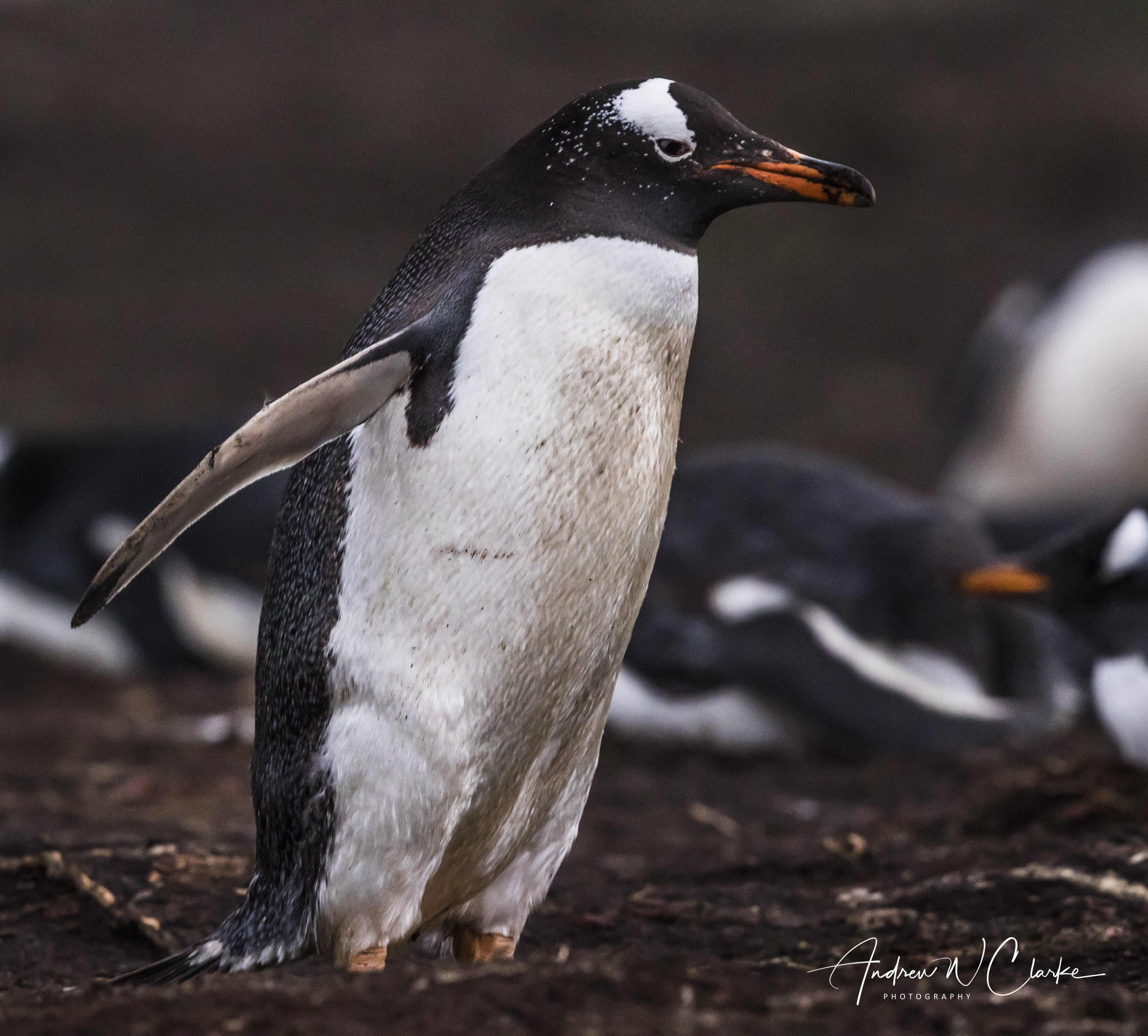 Gentoo Penguin