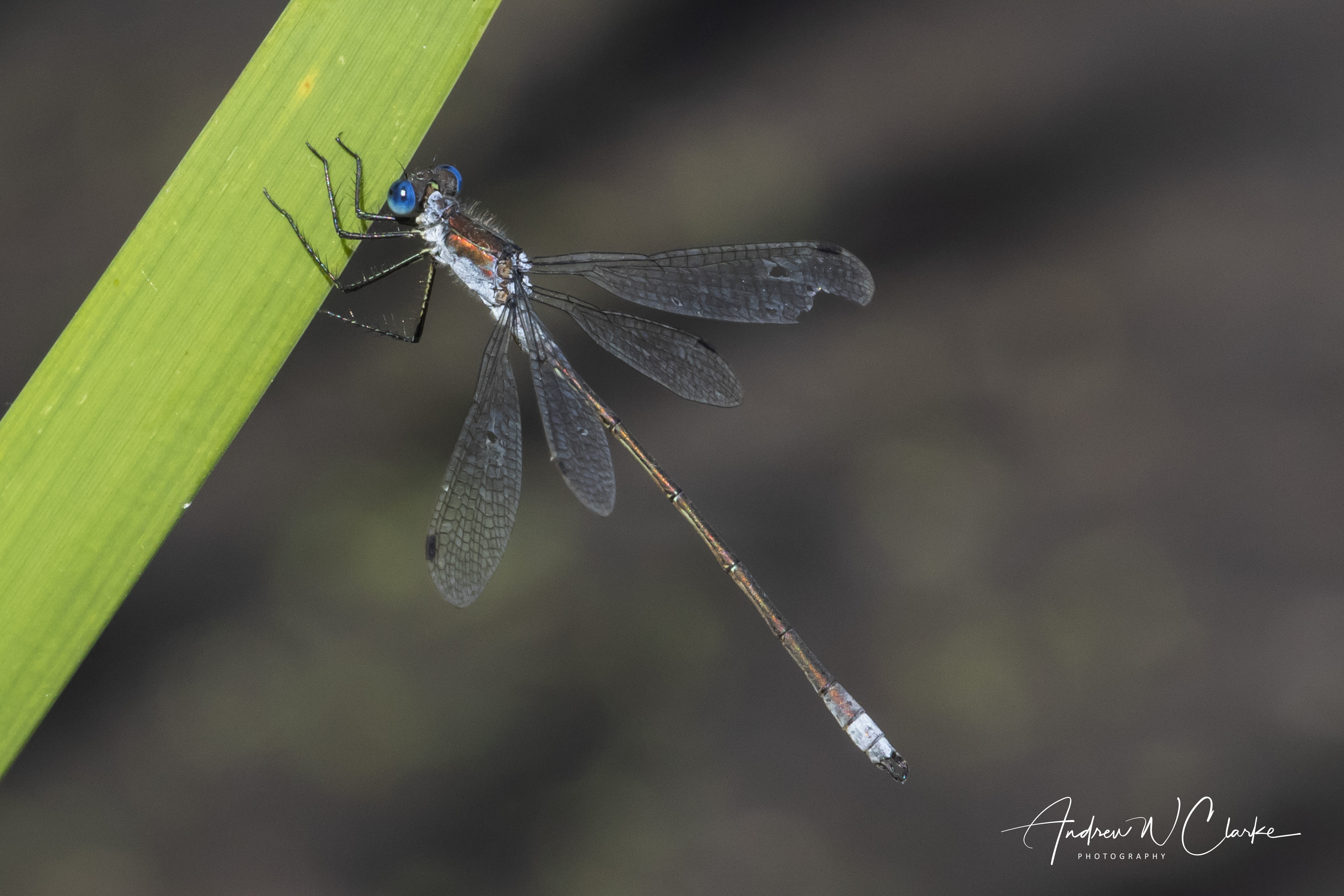 Common Spreadwing