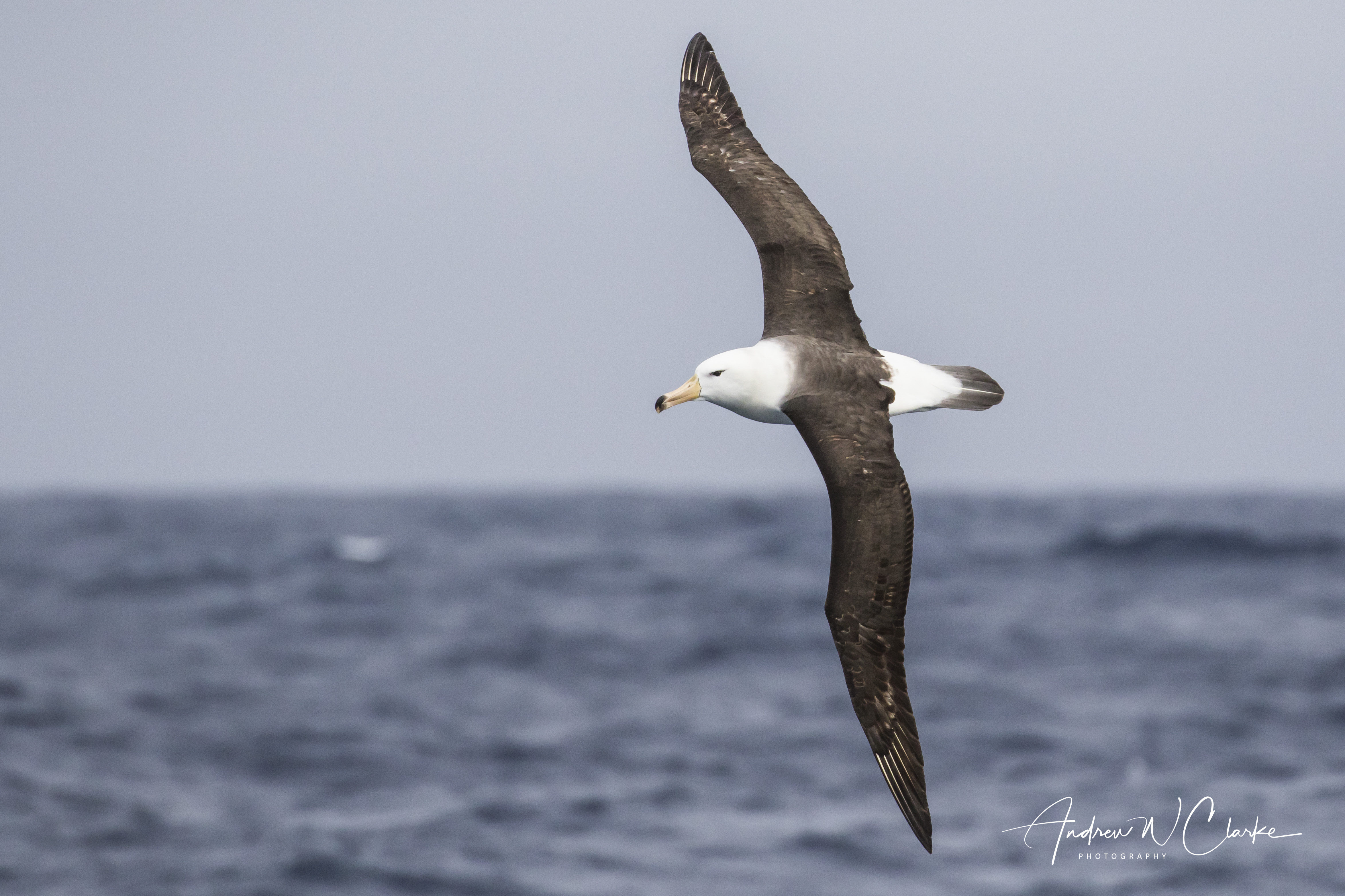 Black-browed Albatross
