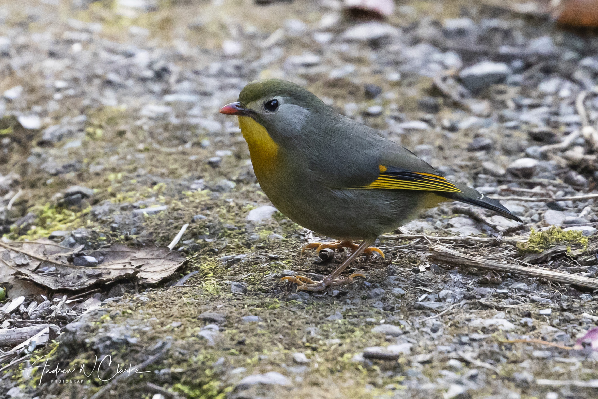 Red-billed Leiothrix