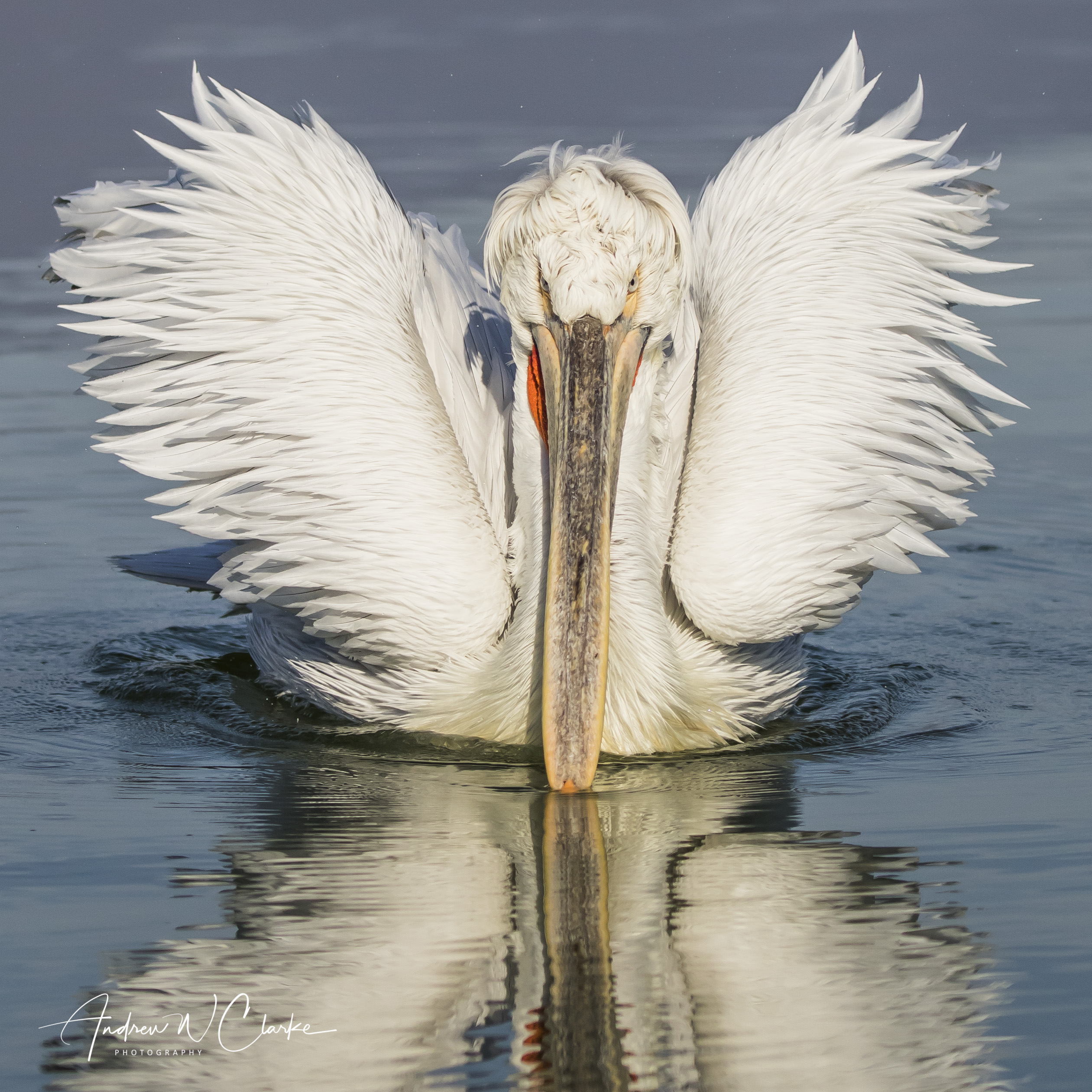 Dalmatian Pelican