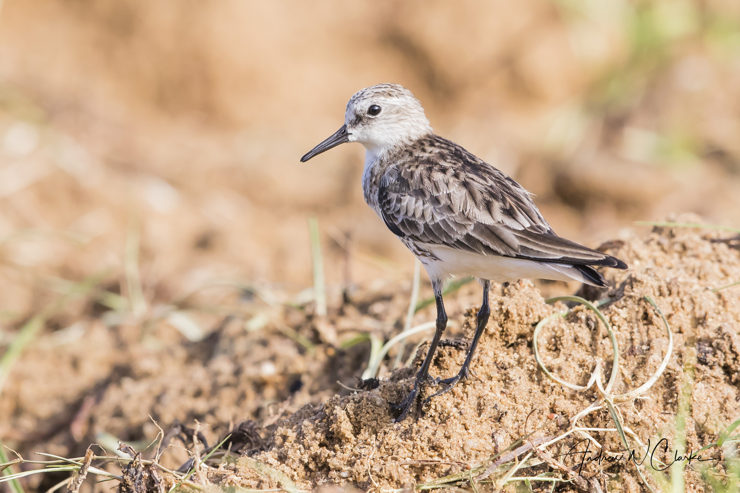 Little Stint