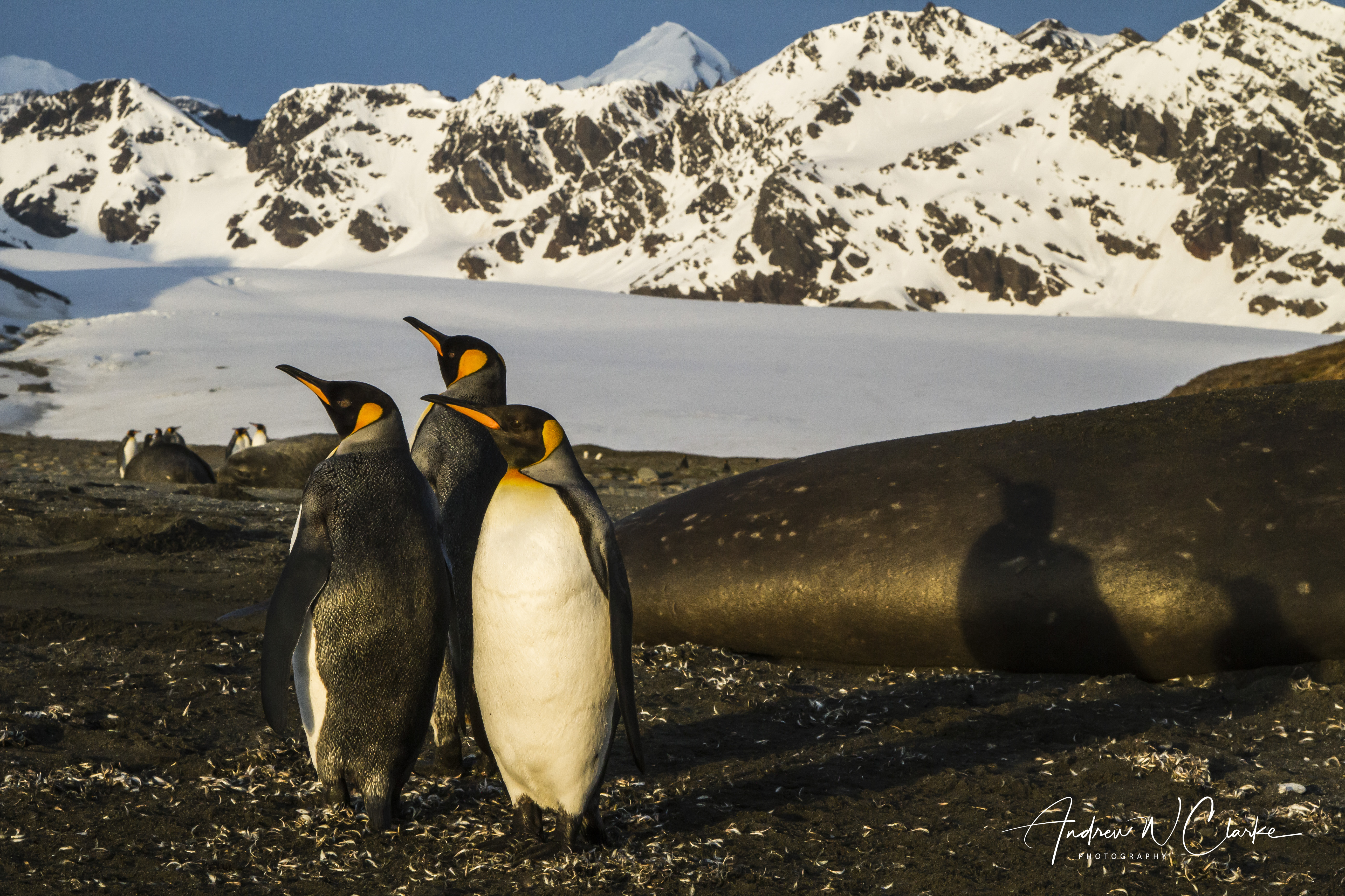 King Penguin