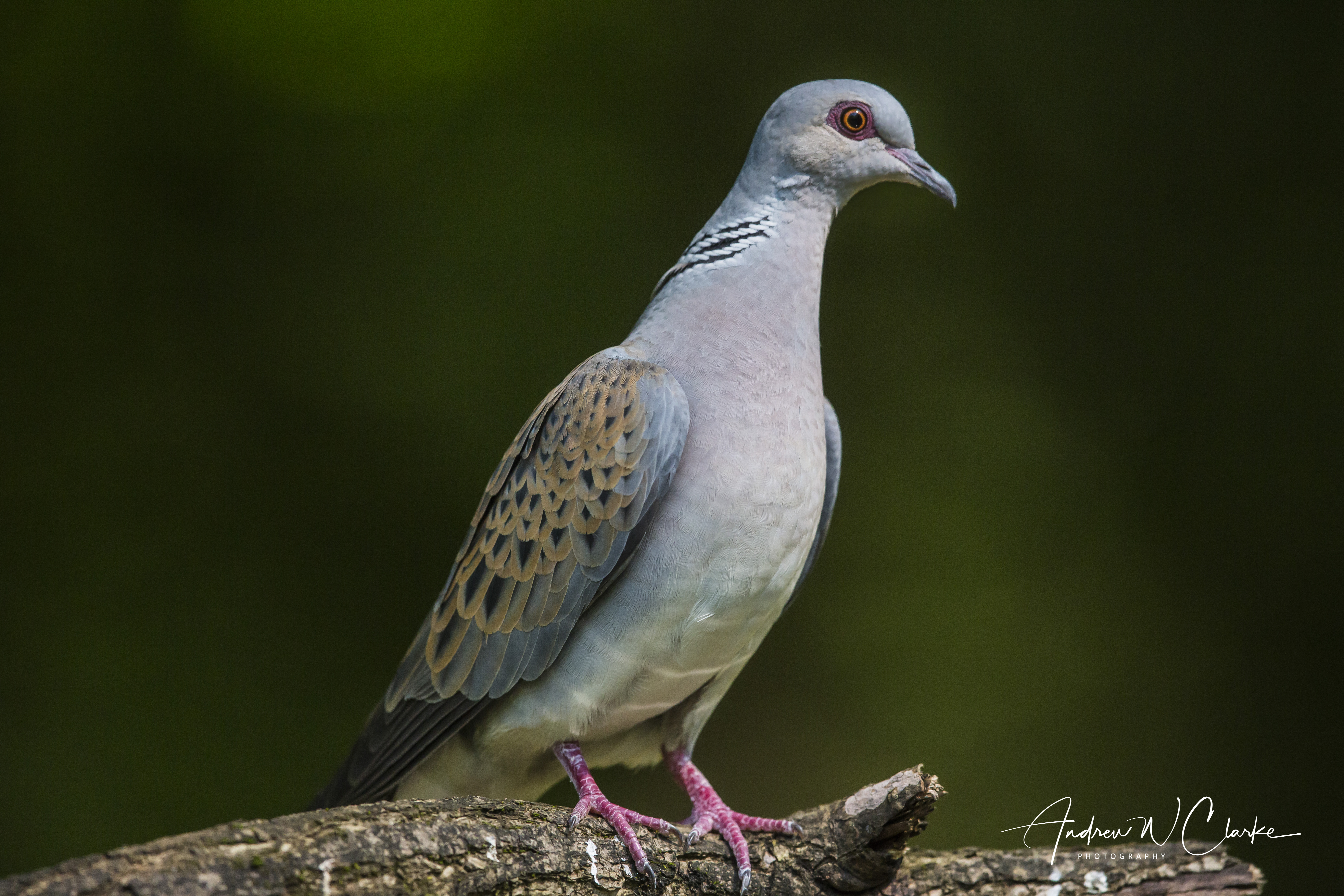 European Turtle-Dove