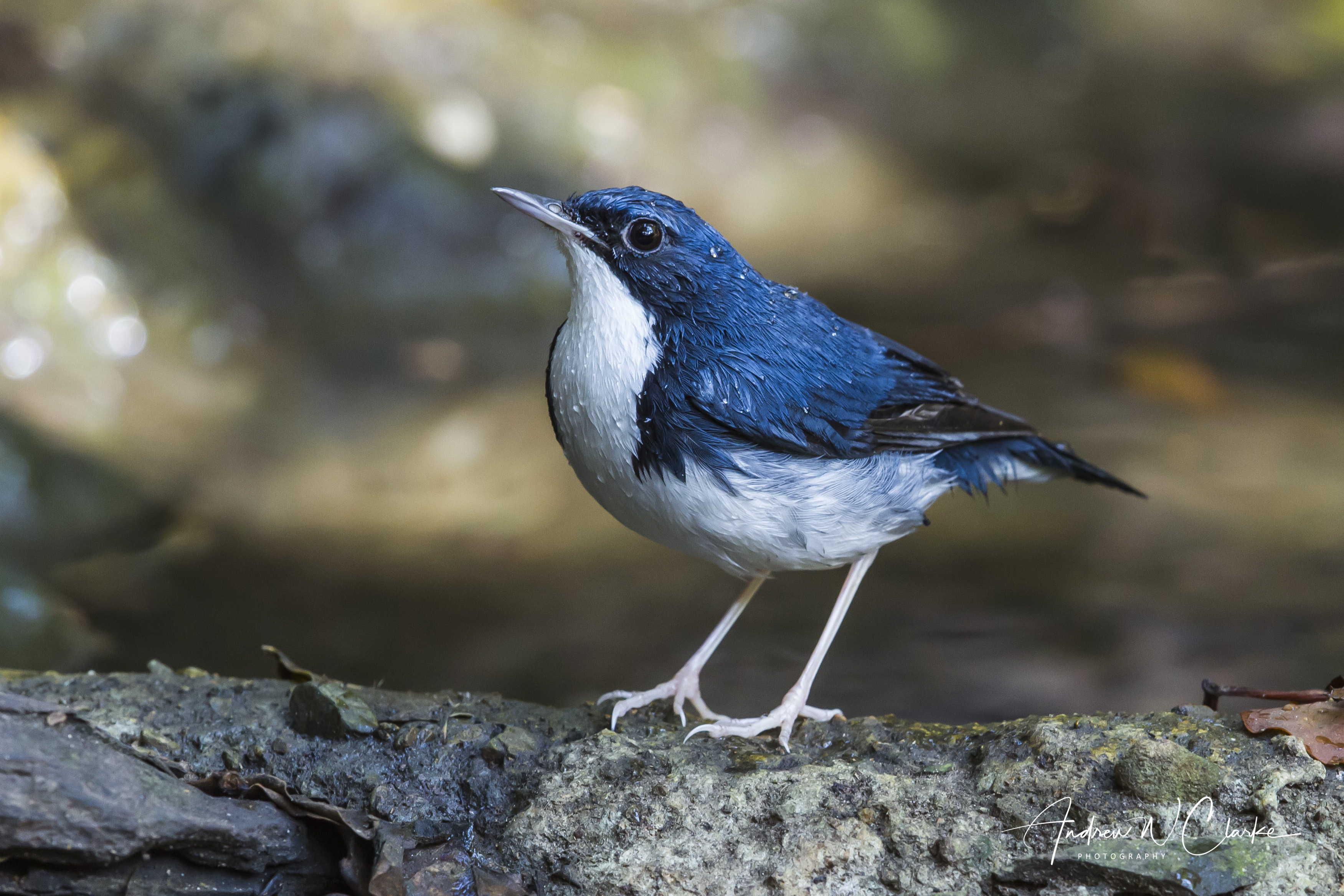 Siberian Blue Robin