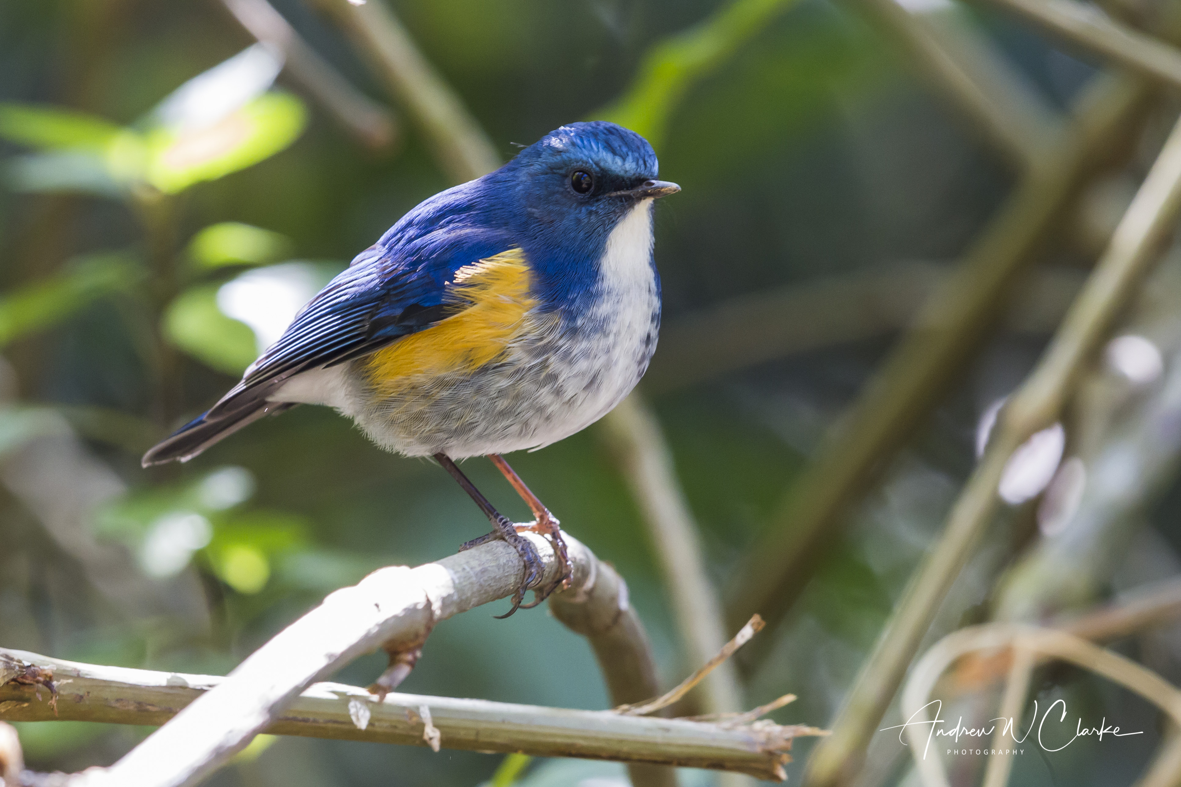 Himalayan Bluetail