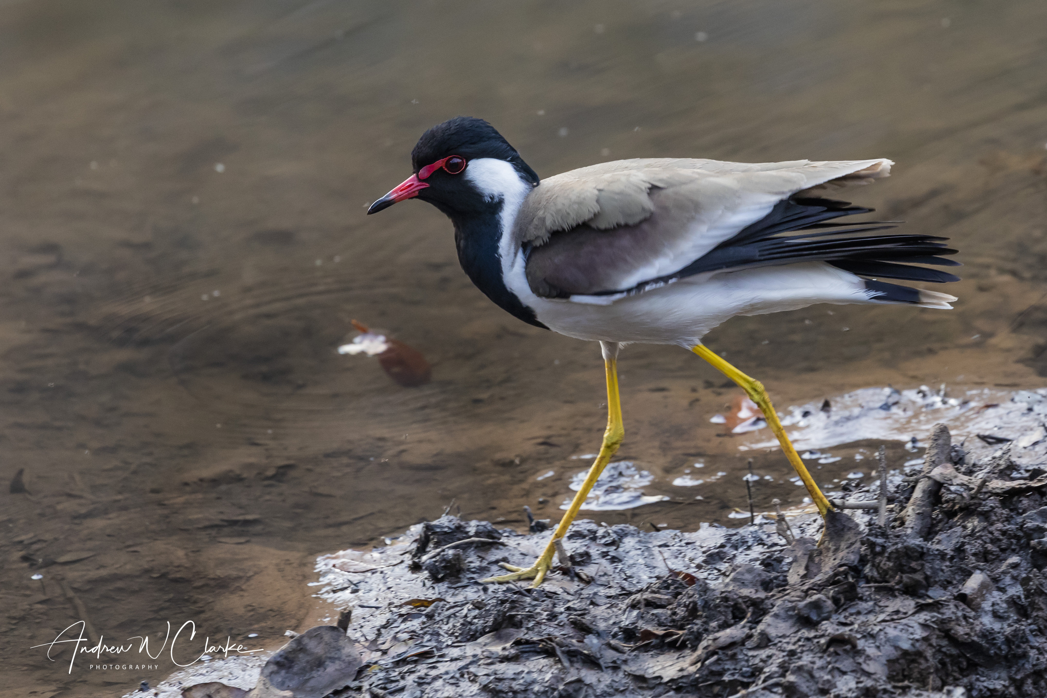 Red-wattled Lapwing