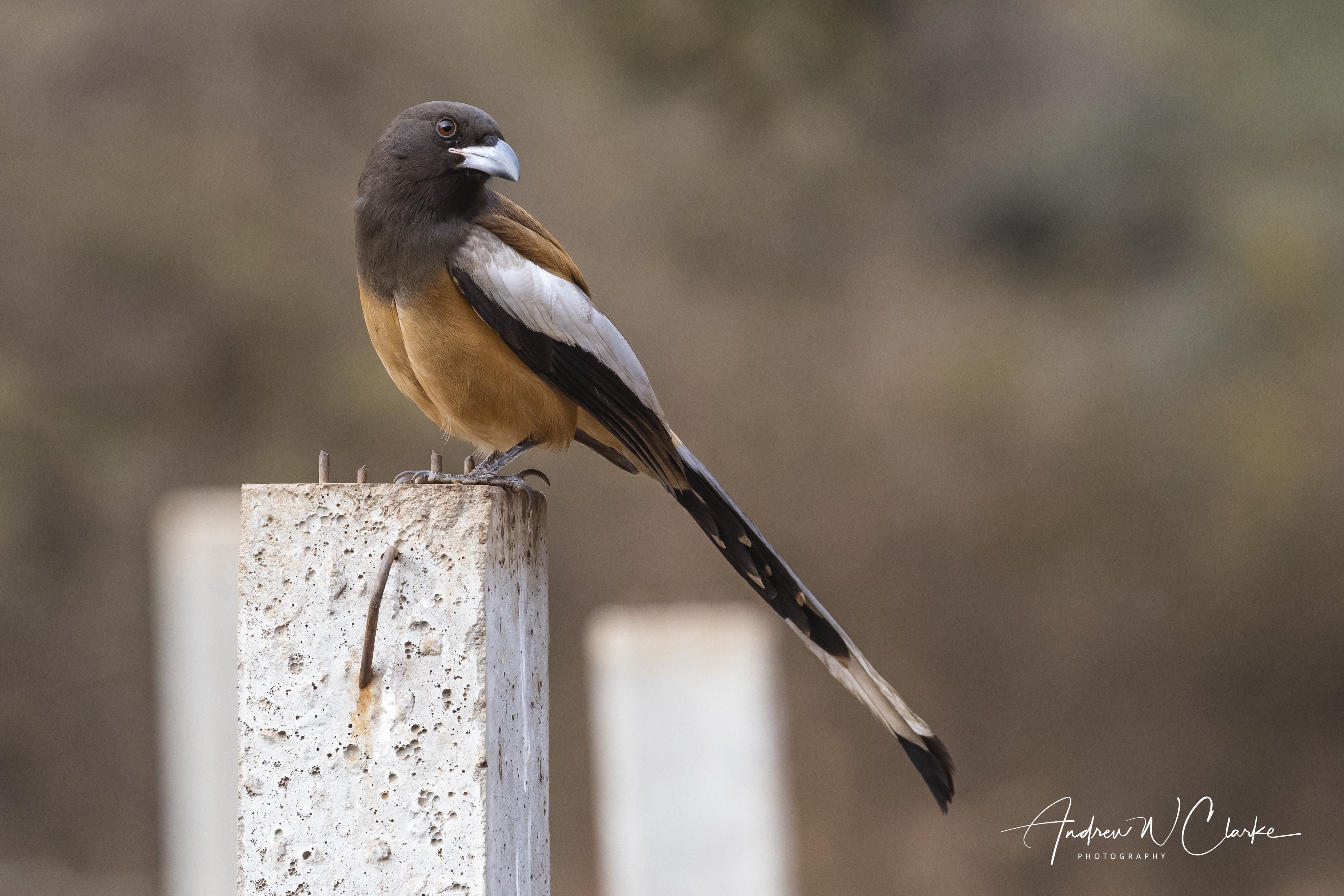 Rufous Treepie