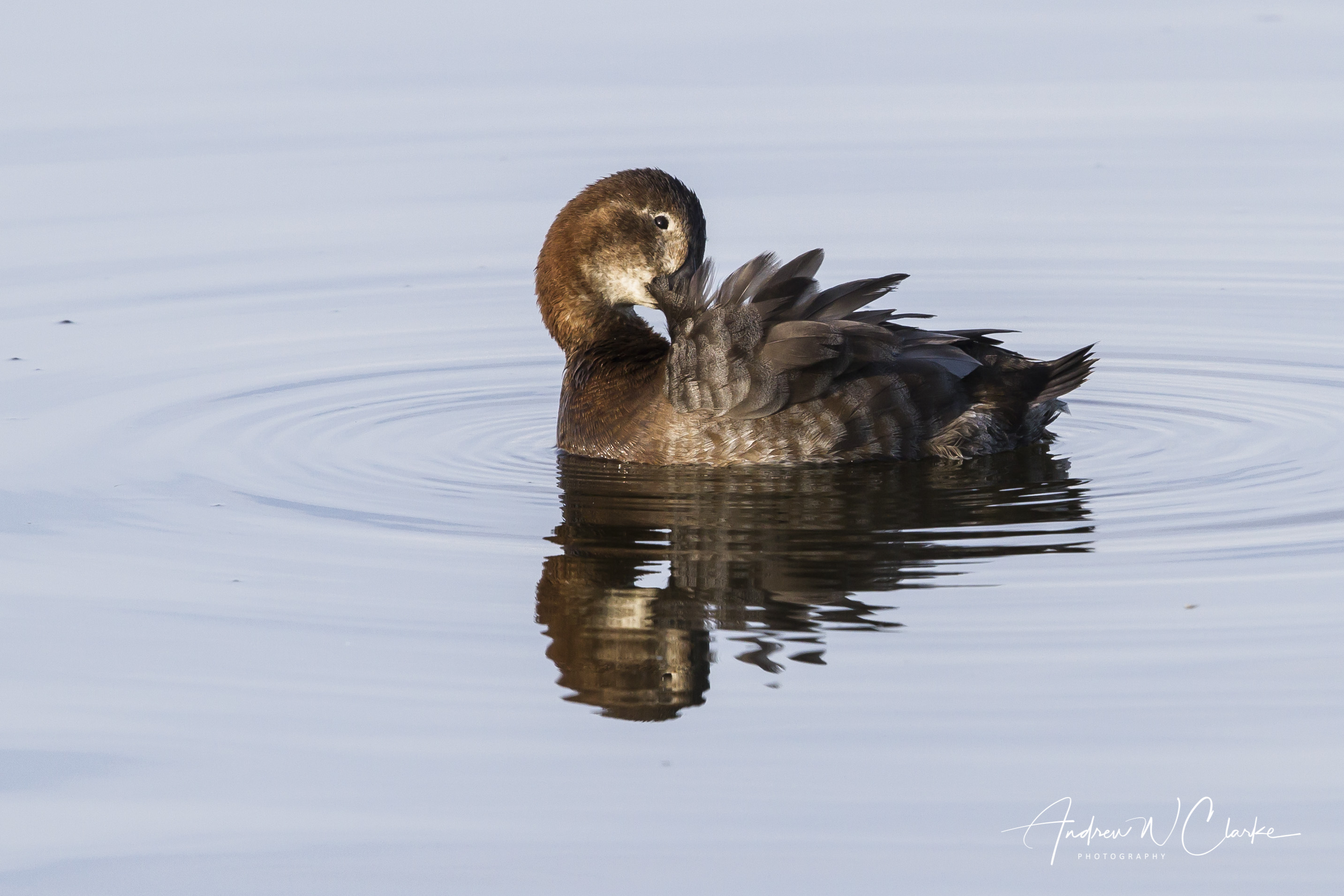 Common Pochard / Taffeland