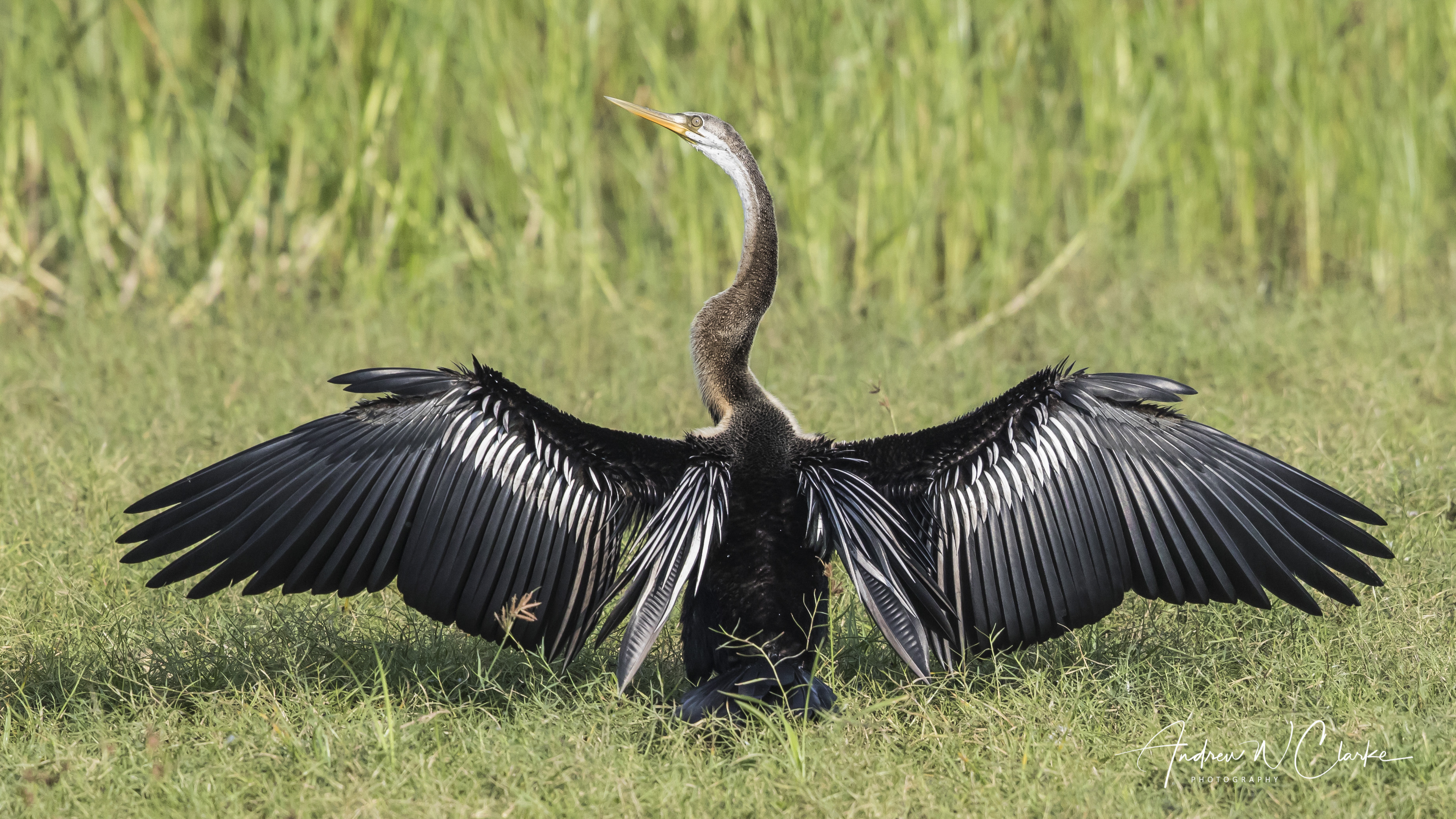 Oriental Darter