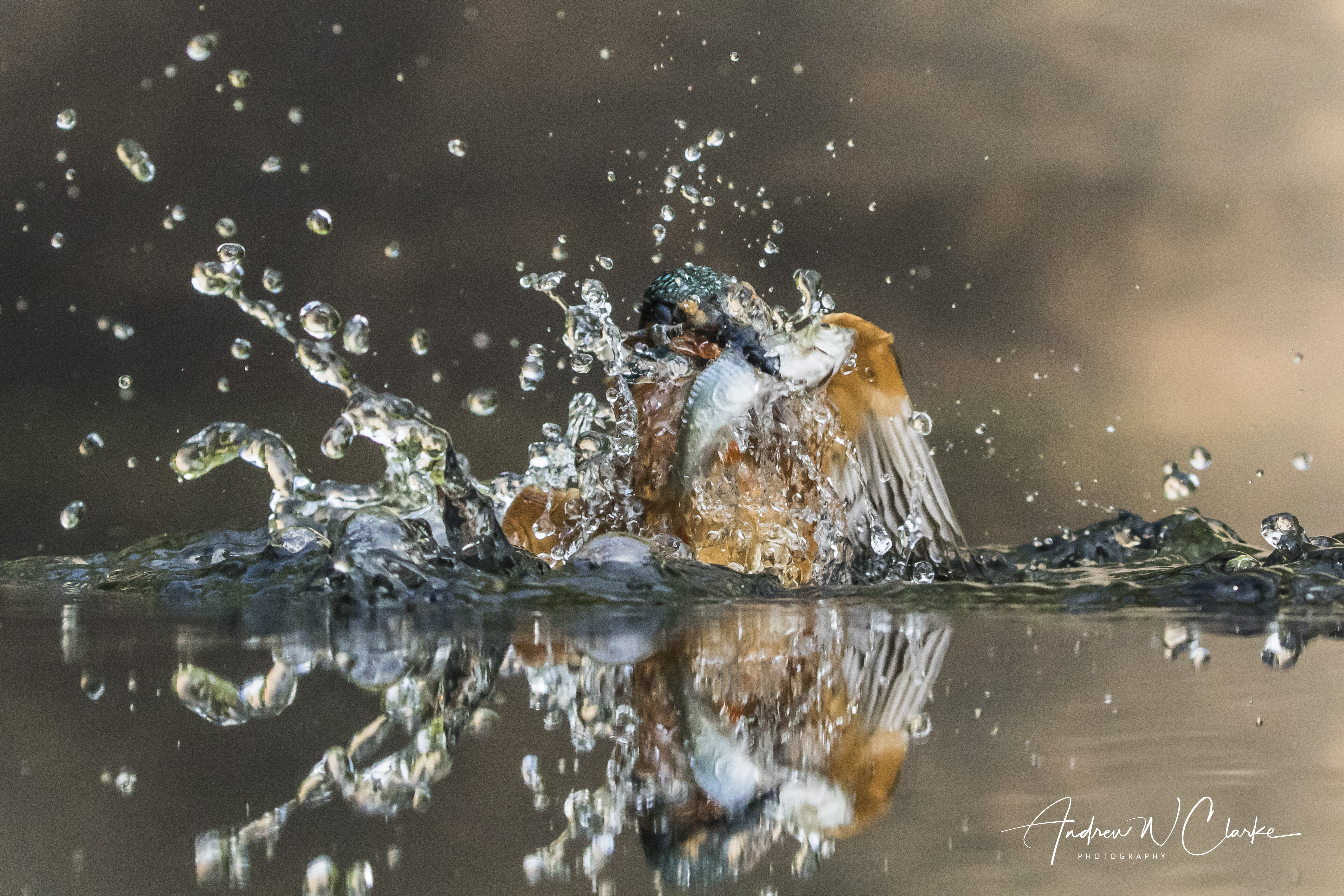 Common Kingfisher