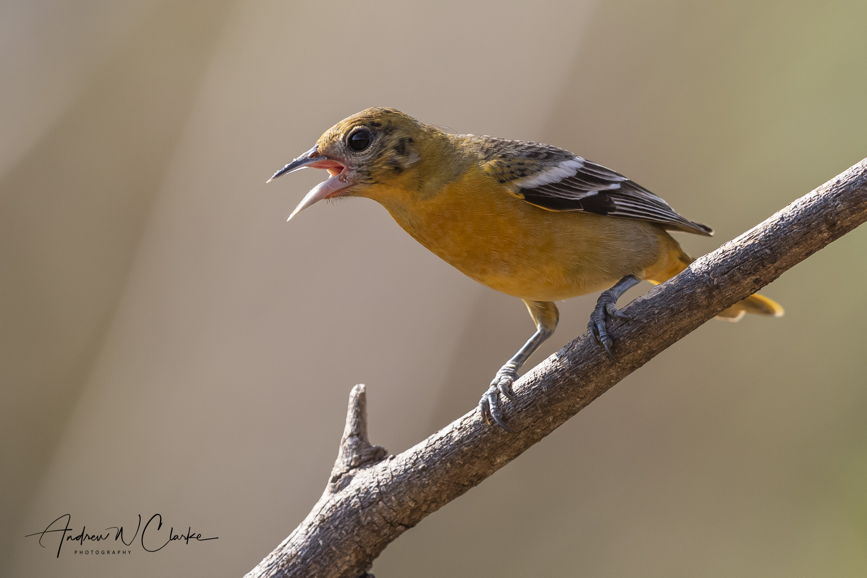 Baltimore Oriole