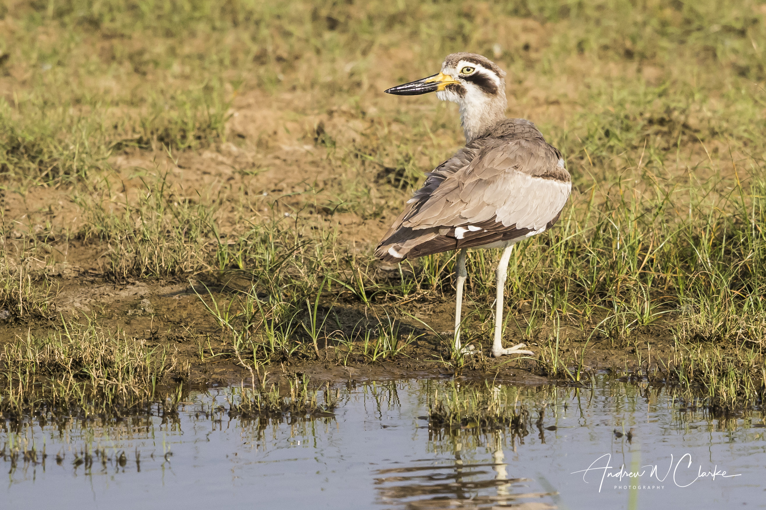 Great Thick-knee