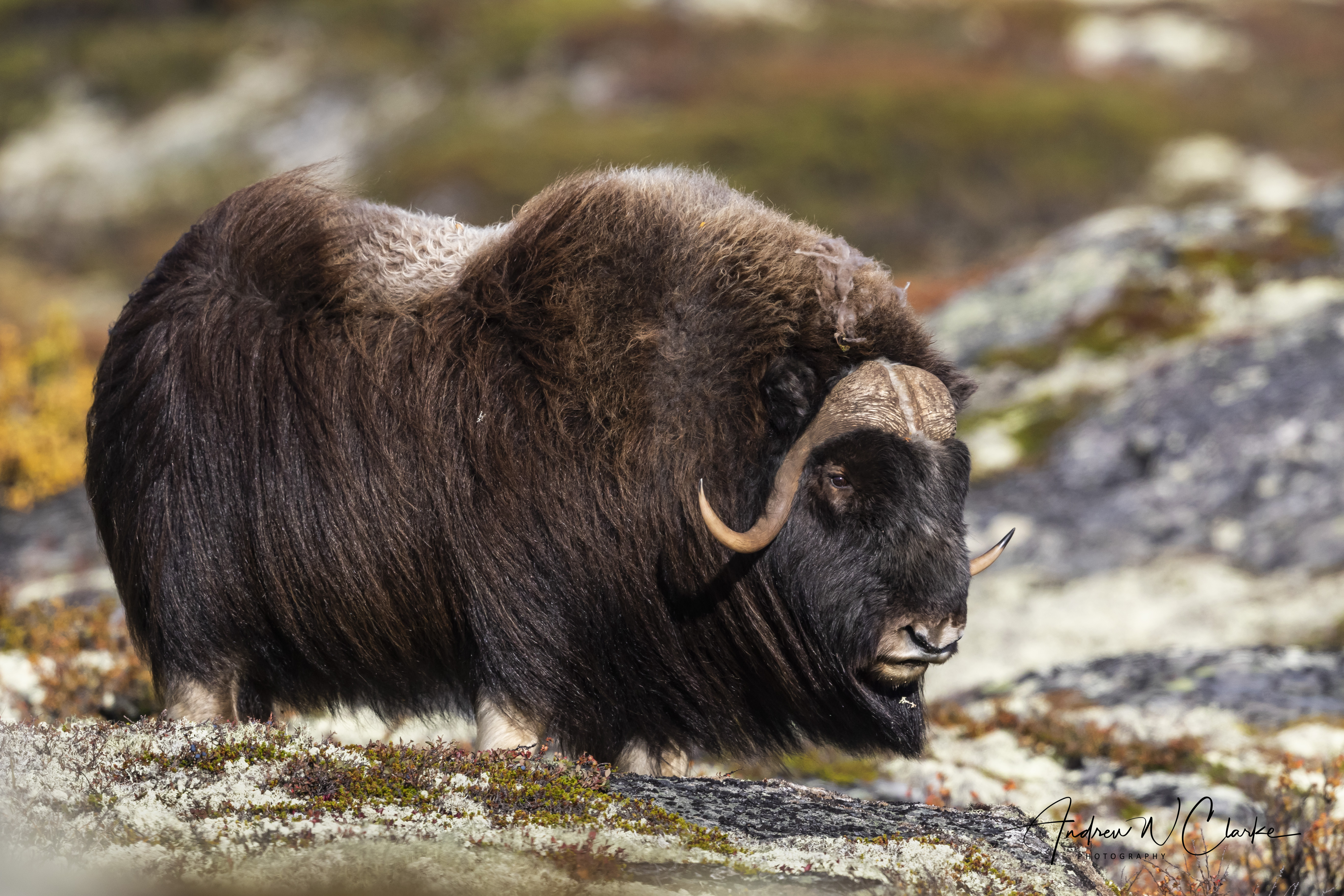 Muskox