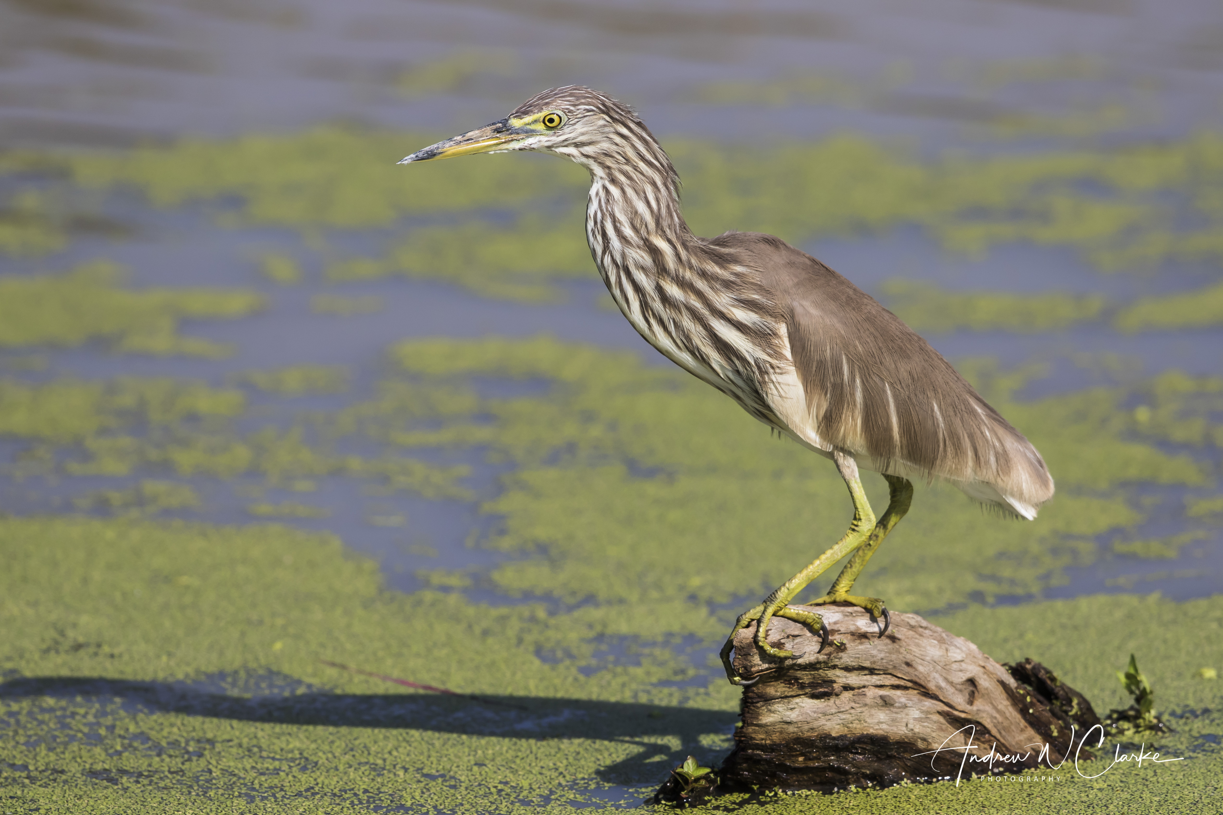 Indian Pond Heron