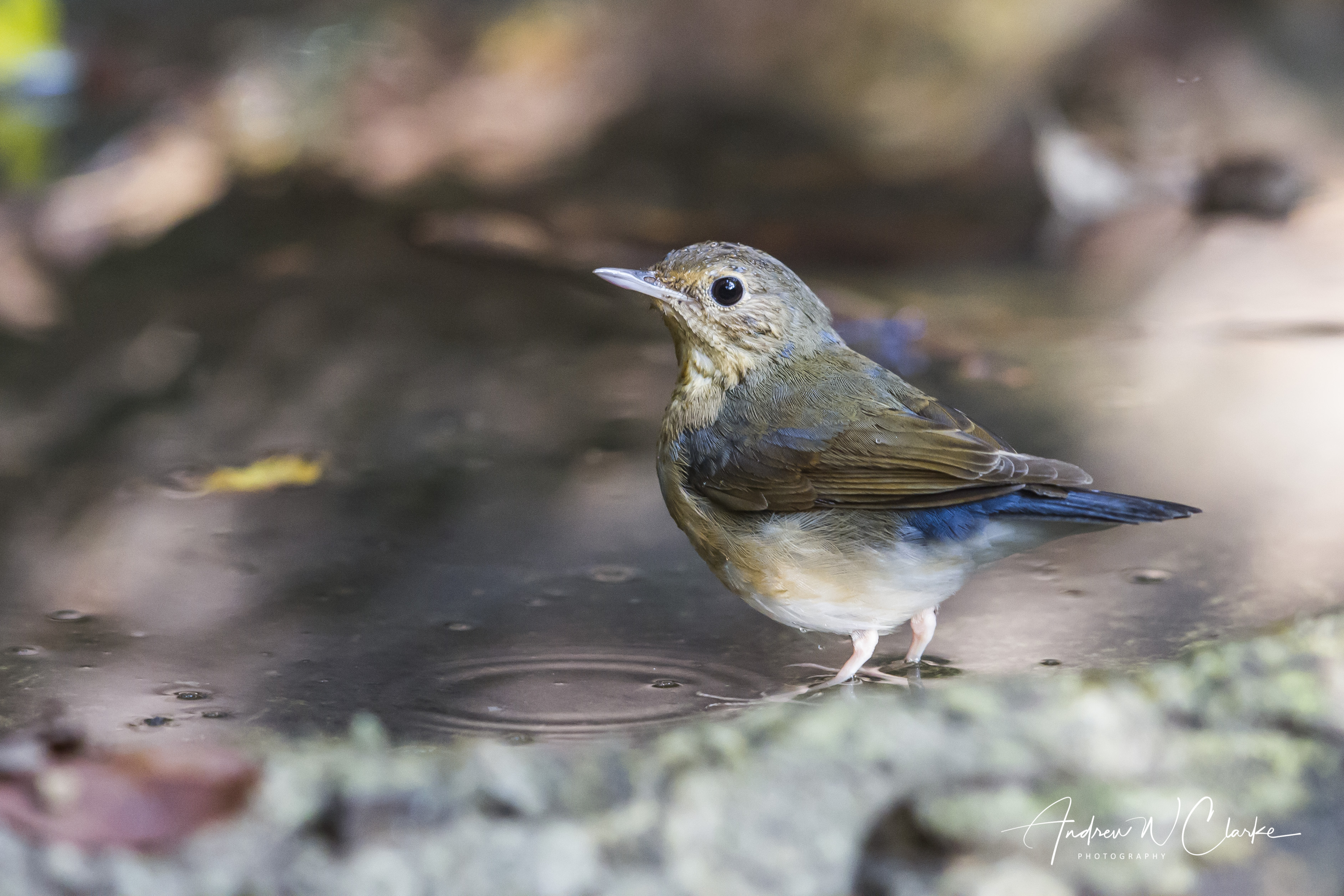 Siberian Blue Robin