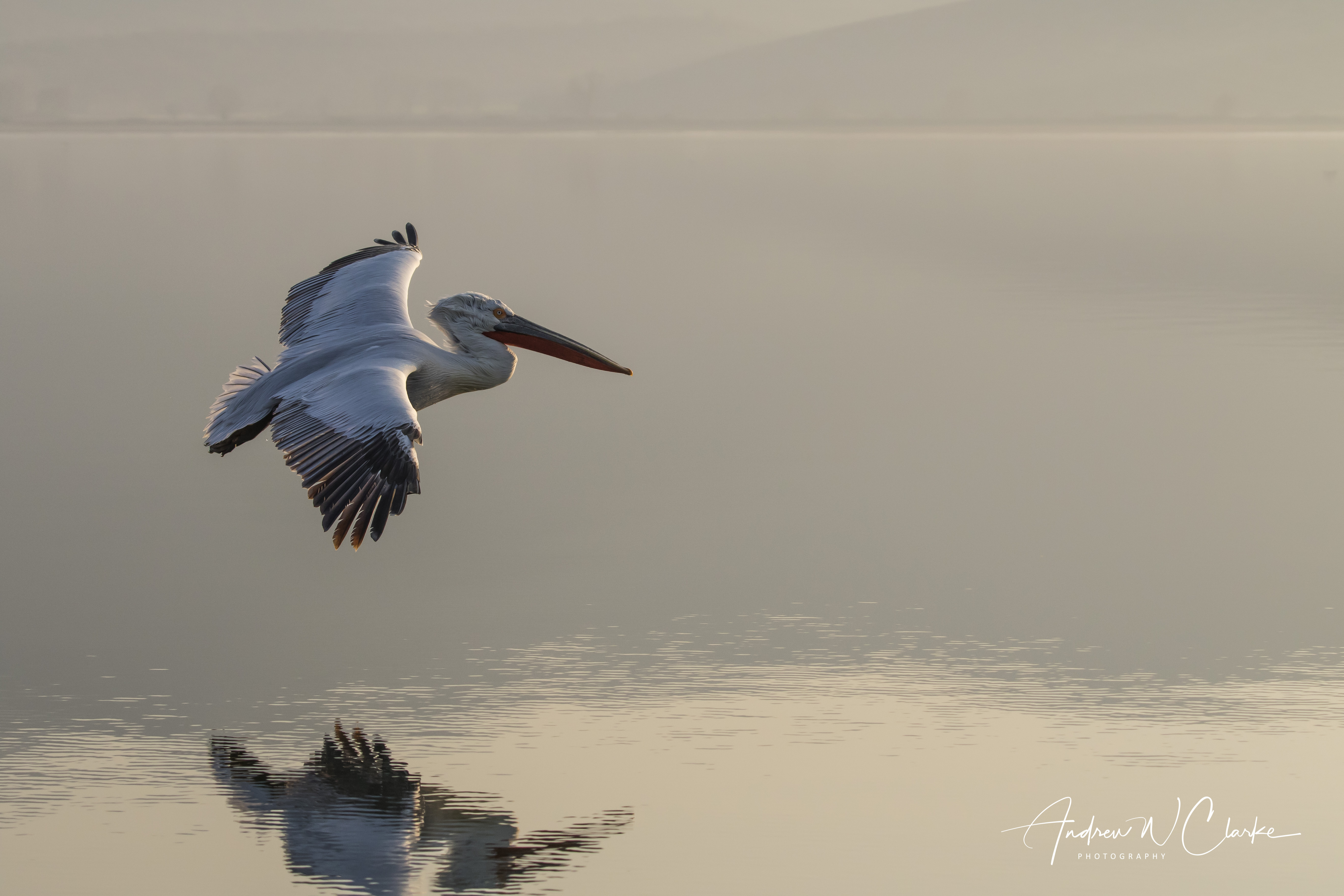 Dalmatian Pelican