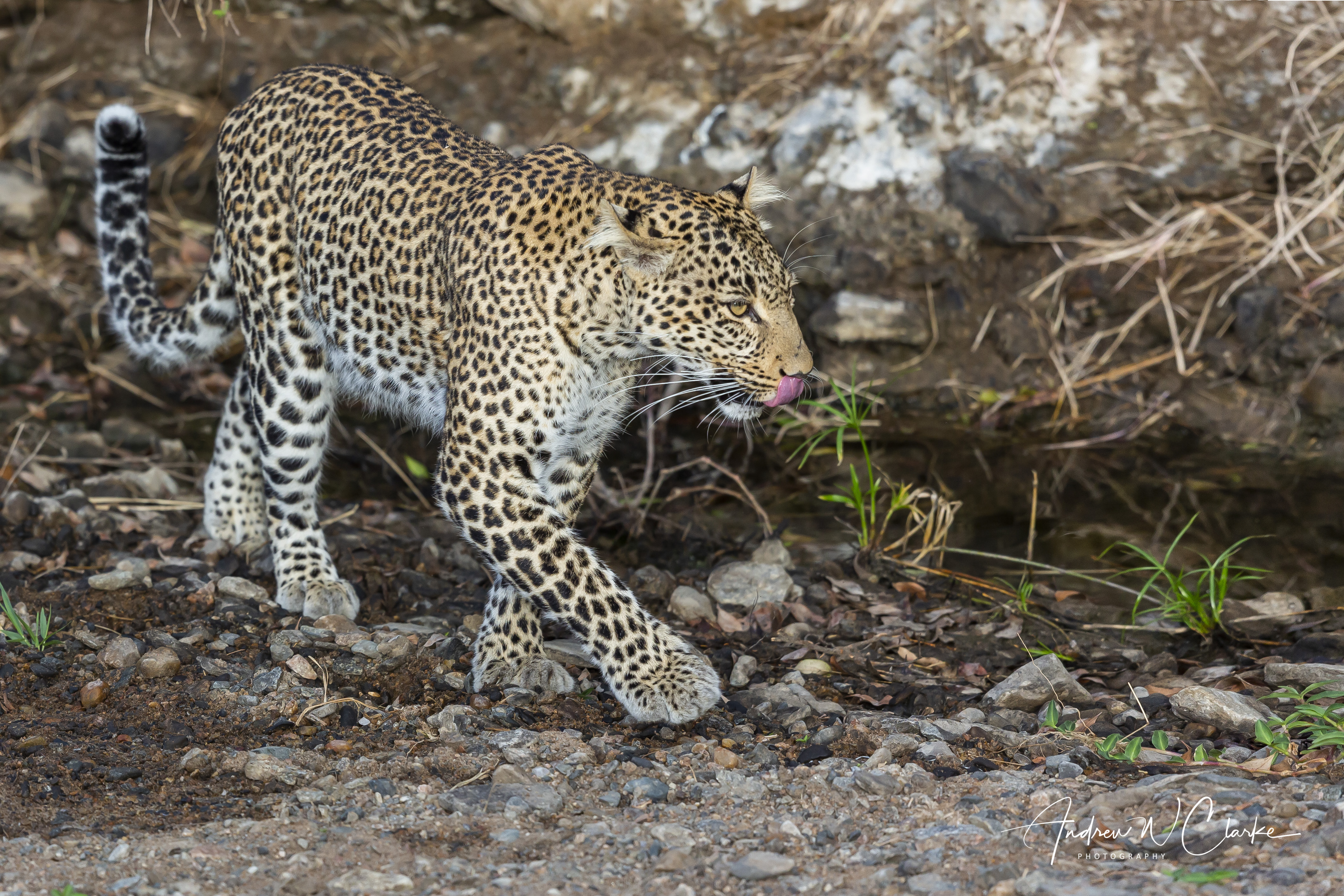 Leopard