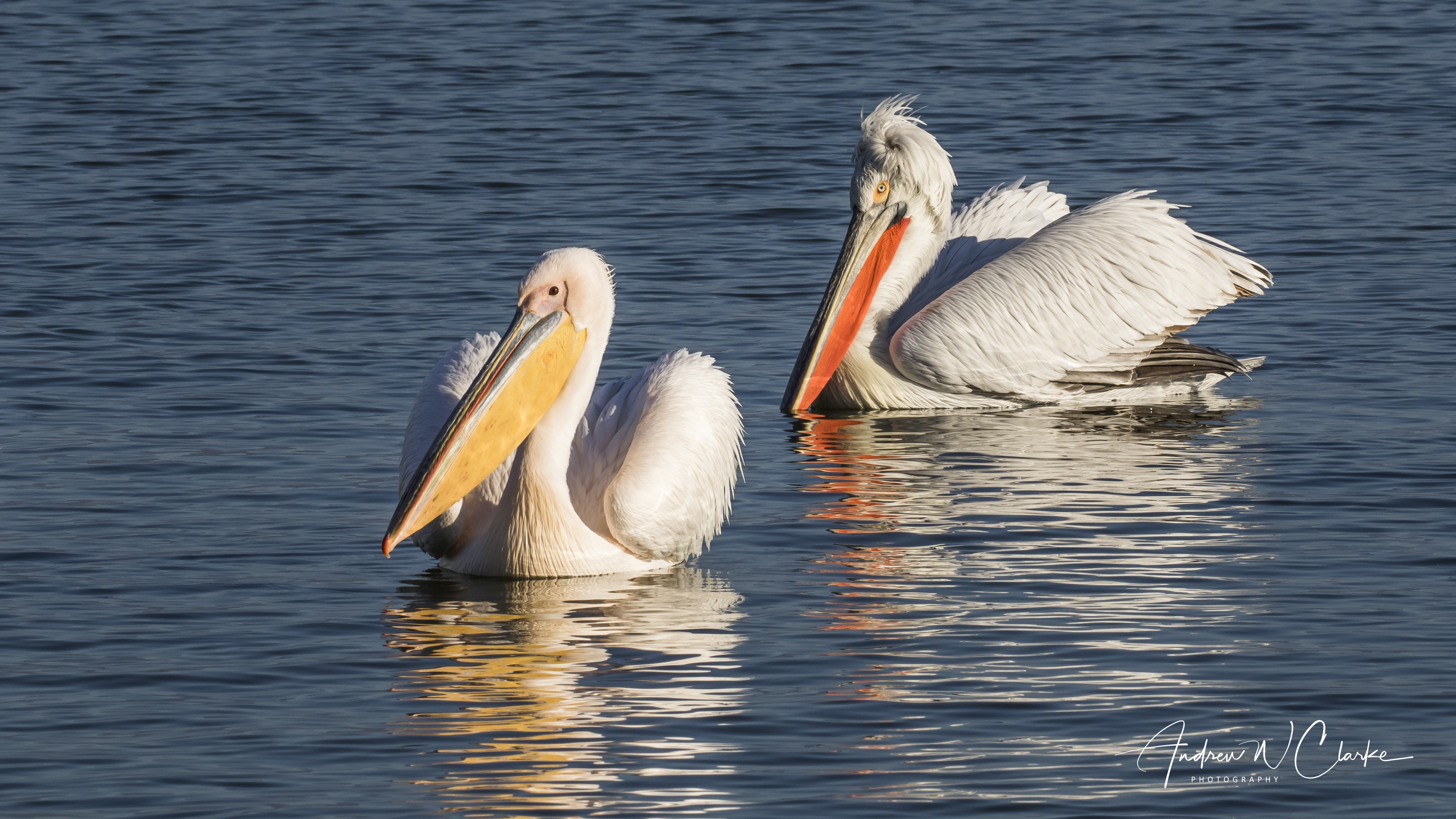 Great White & Dalmatian Pelican