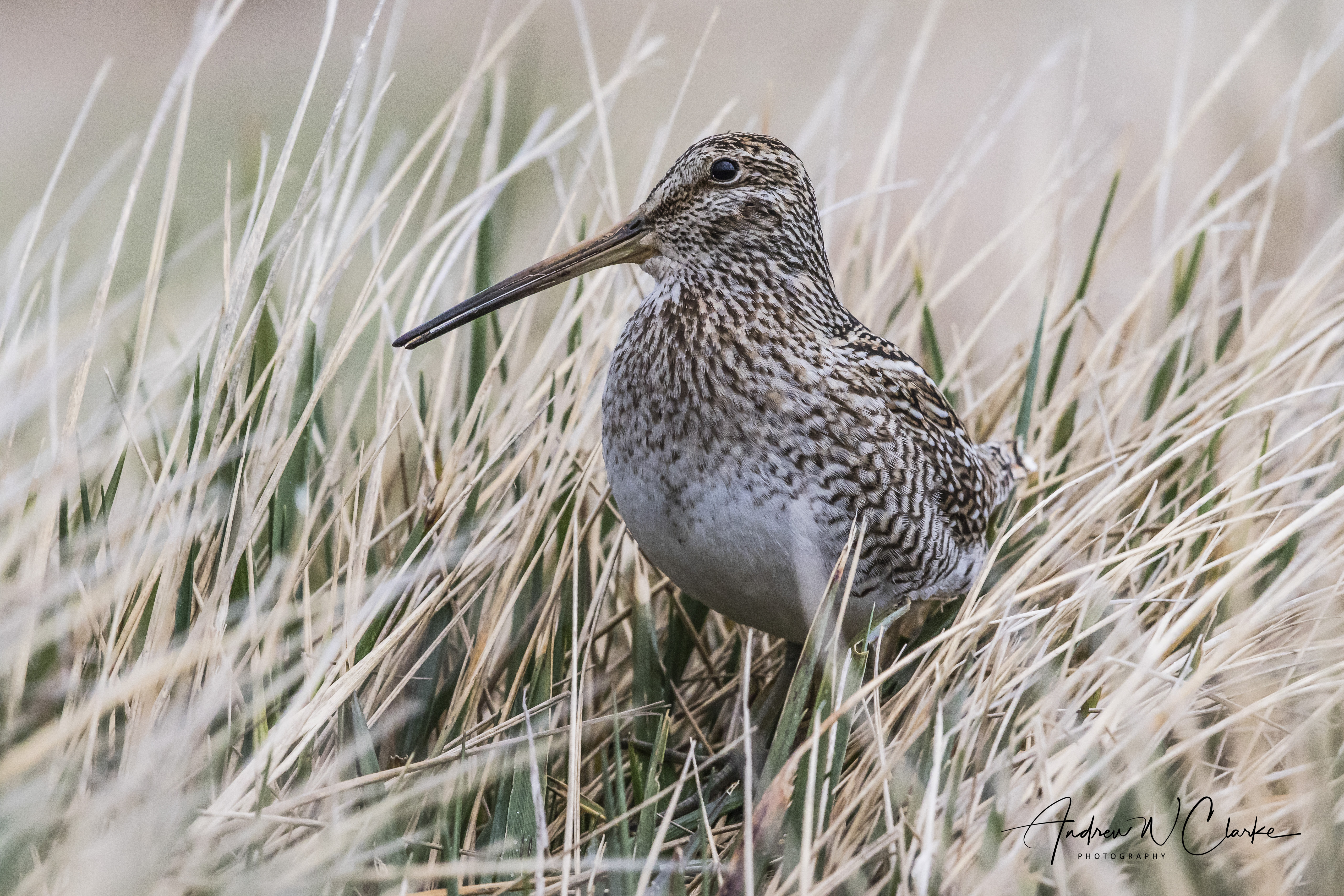 South American Snipe