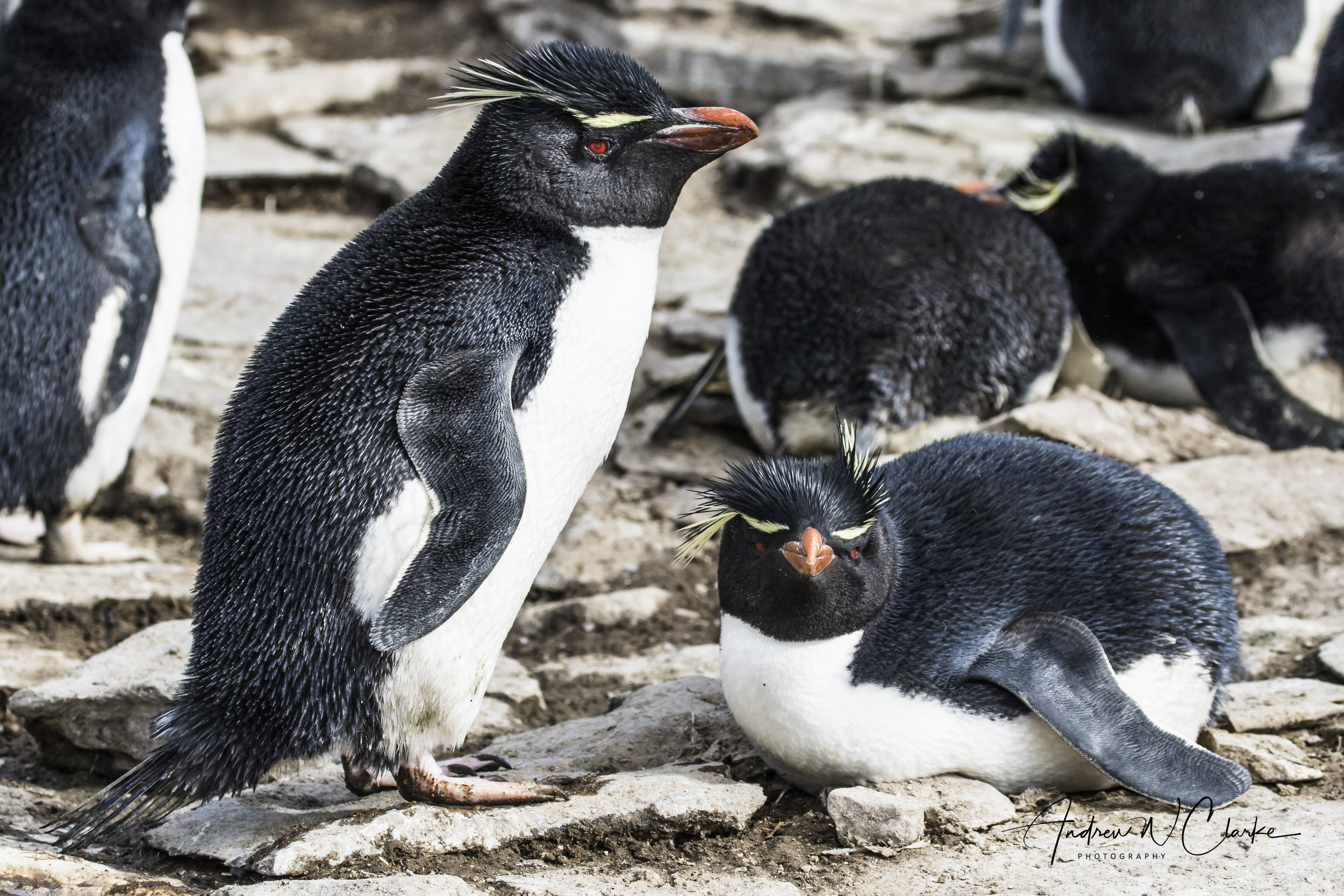 Southern Rockhopper Penguin