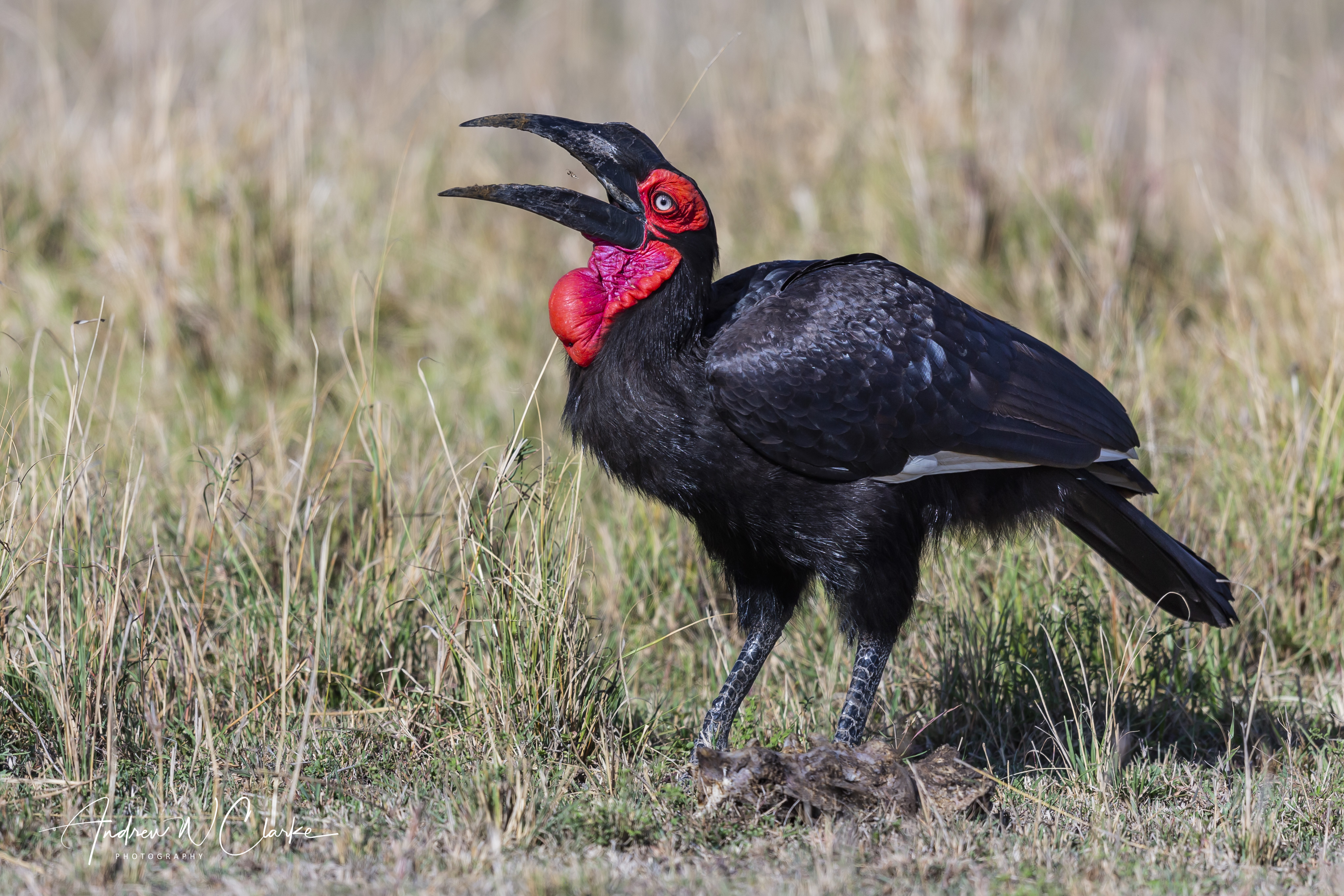 Southern Ground Hornbill