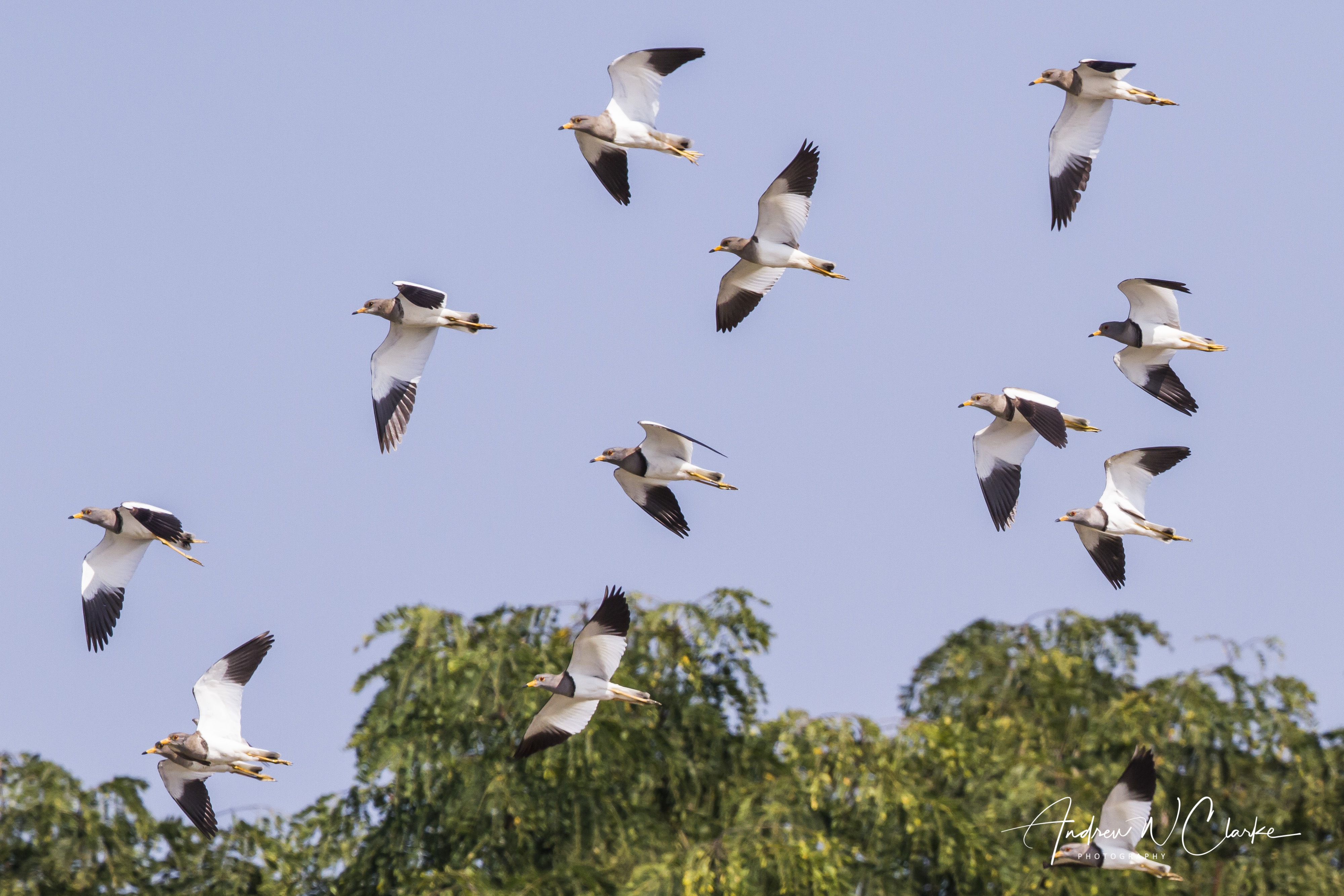 Gray-headed Lapwing