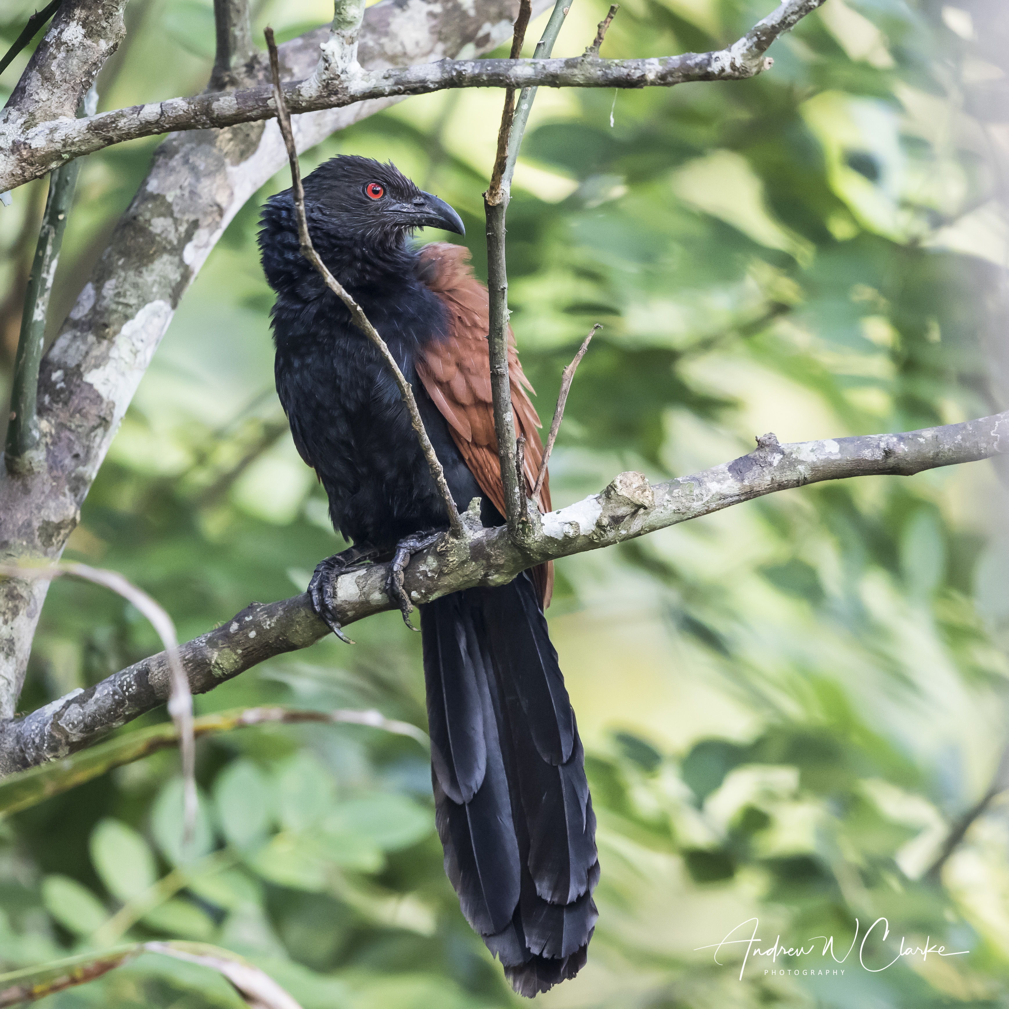 Greater Coucal