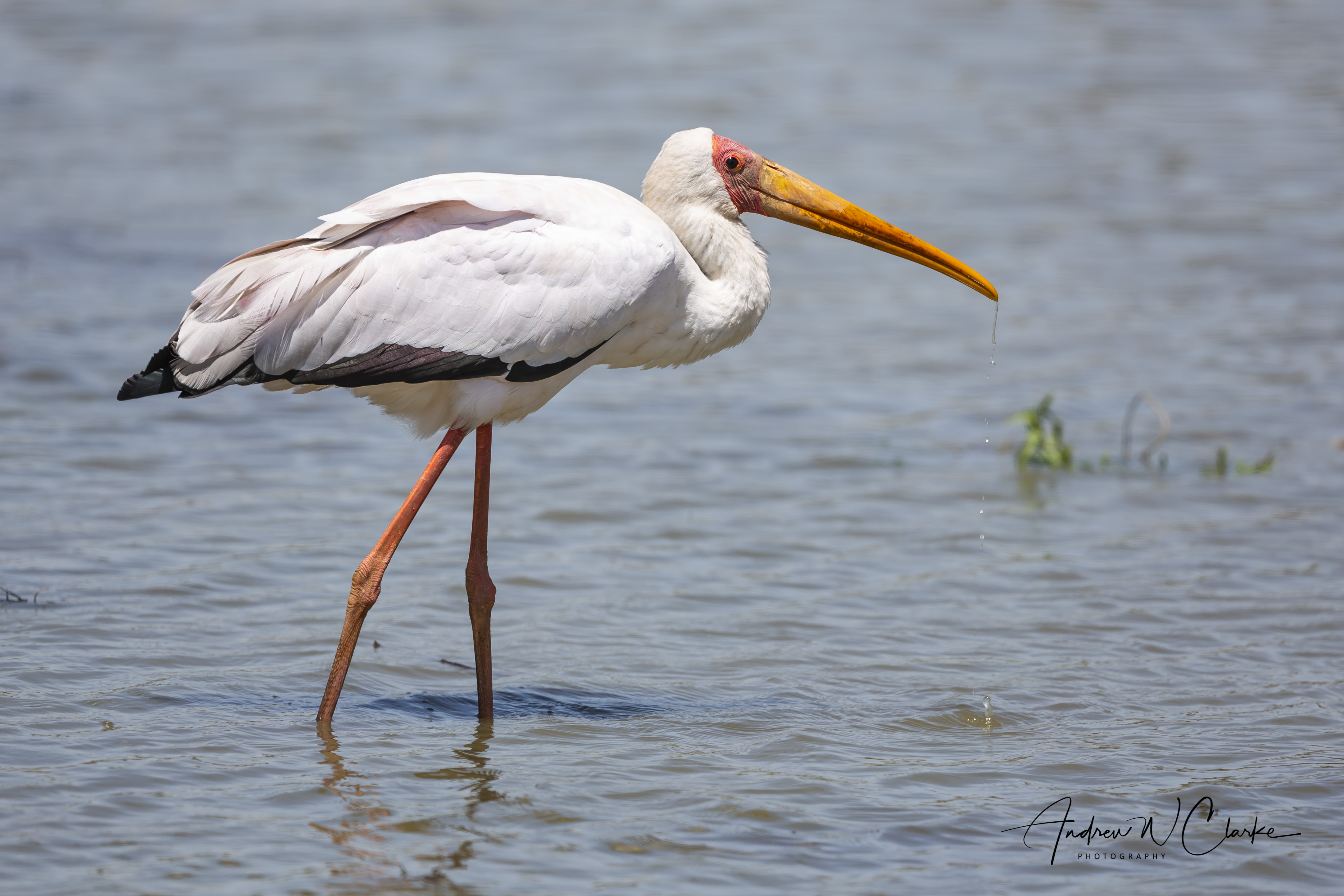 Yellow-billed Stork